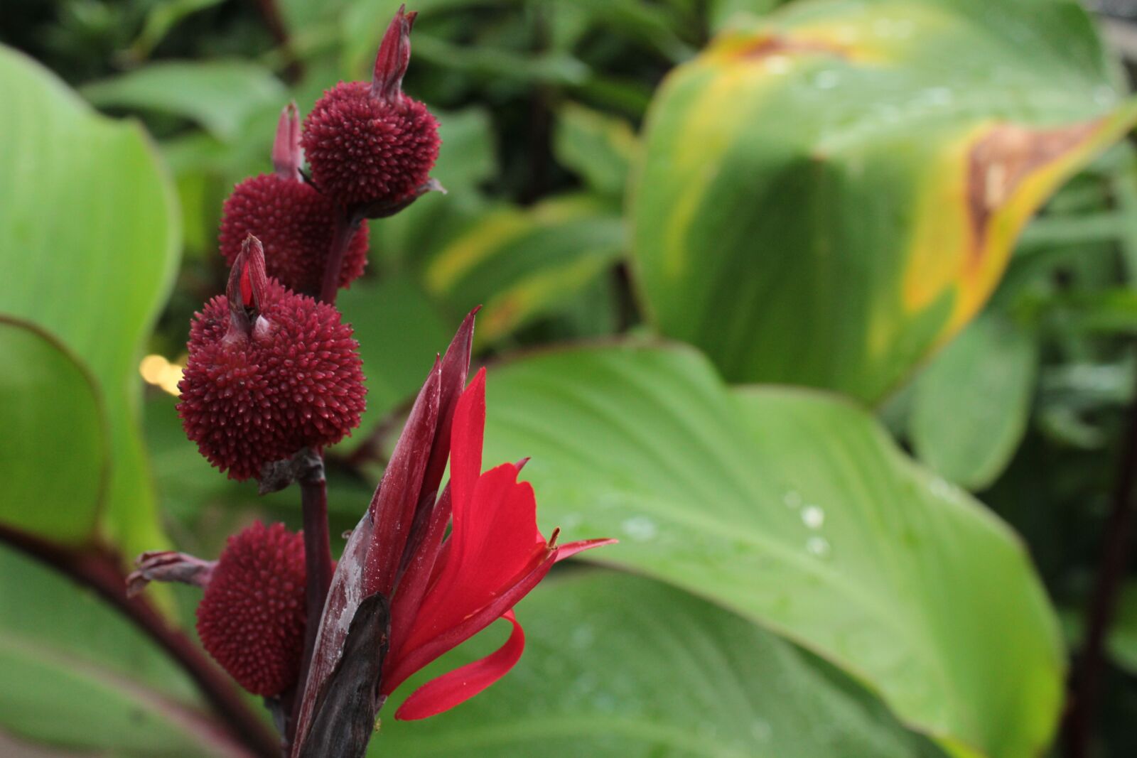 Canon EOS 1300D (EOS Rebel T6 / EOS Kiss X80) sample photo. Red, red flower, flower photography