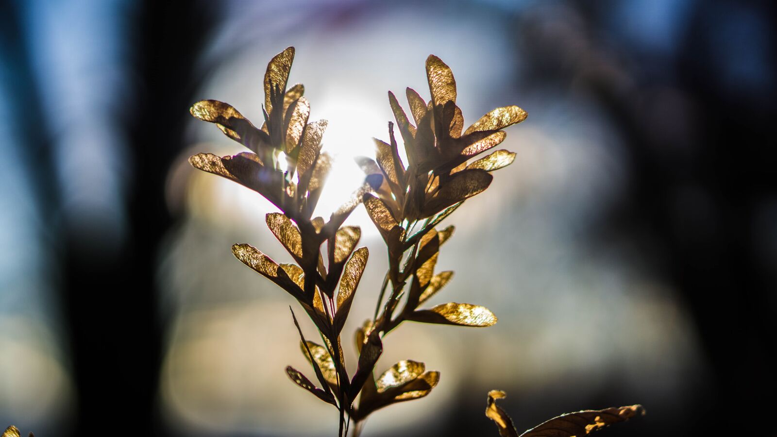 E 50mm F1.8 OSS sample photo. Nature, outdoors, flower photography