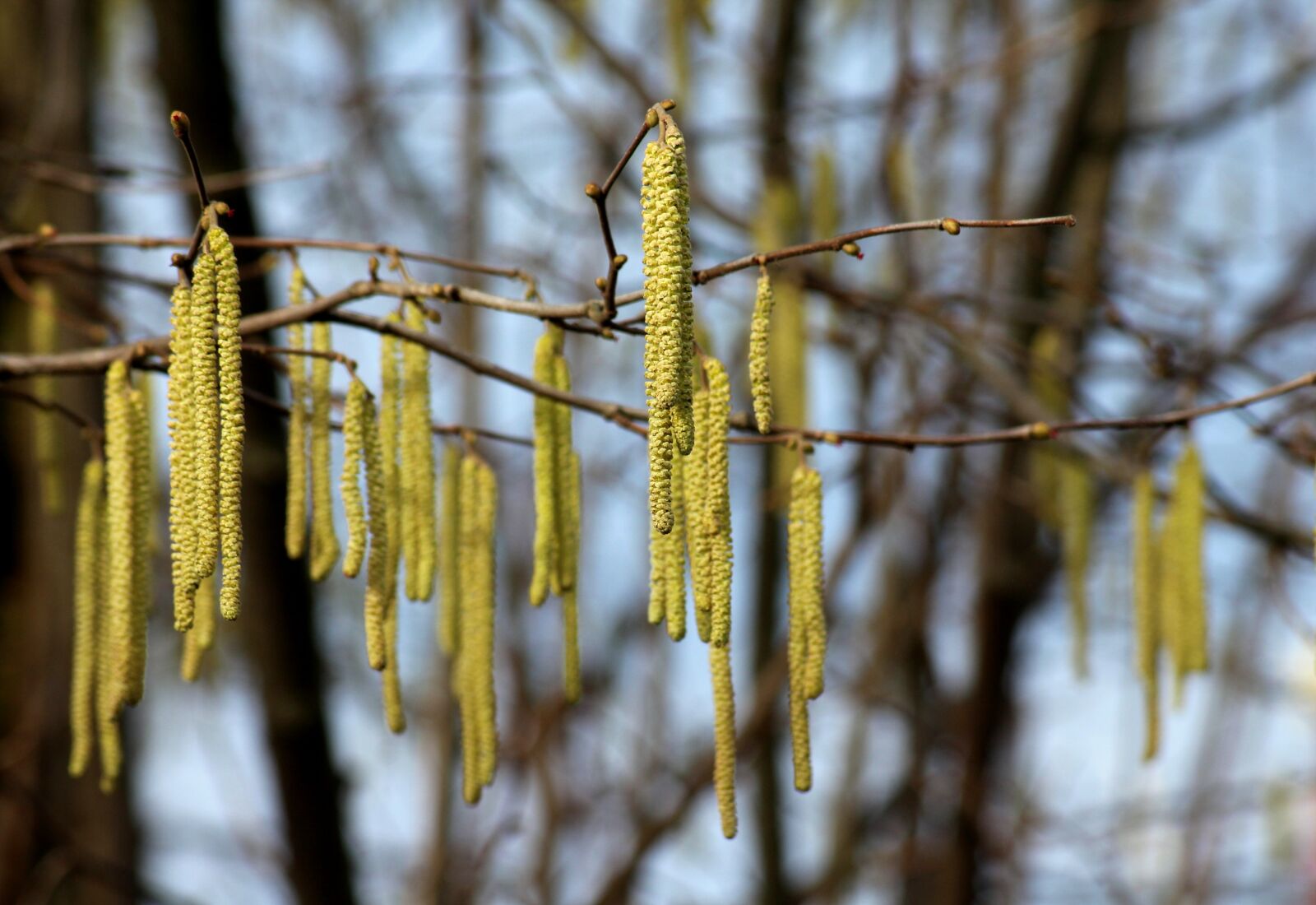 Canon EOS 1200D (EOS Rebel T5 / EOS Kiss X70 / EOS Hi) sample photo. Hazel, tree, early spring photography