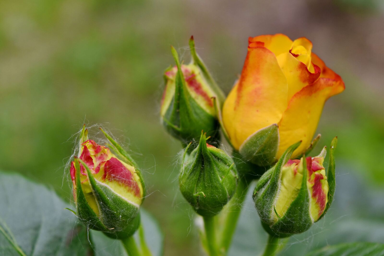 Nikon D5500 sample photo. Ecology, roses, yellow, beautiful photography