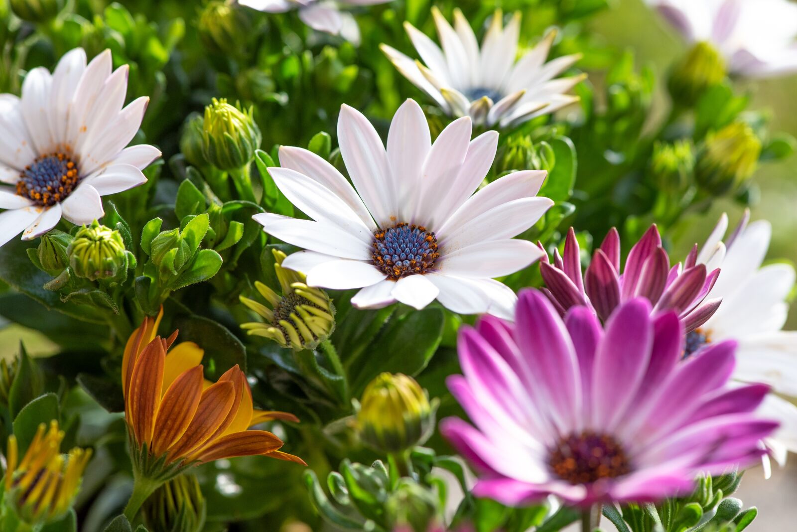 Nikon D750 sample photo. Cape daisies, flowers, colorful photography