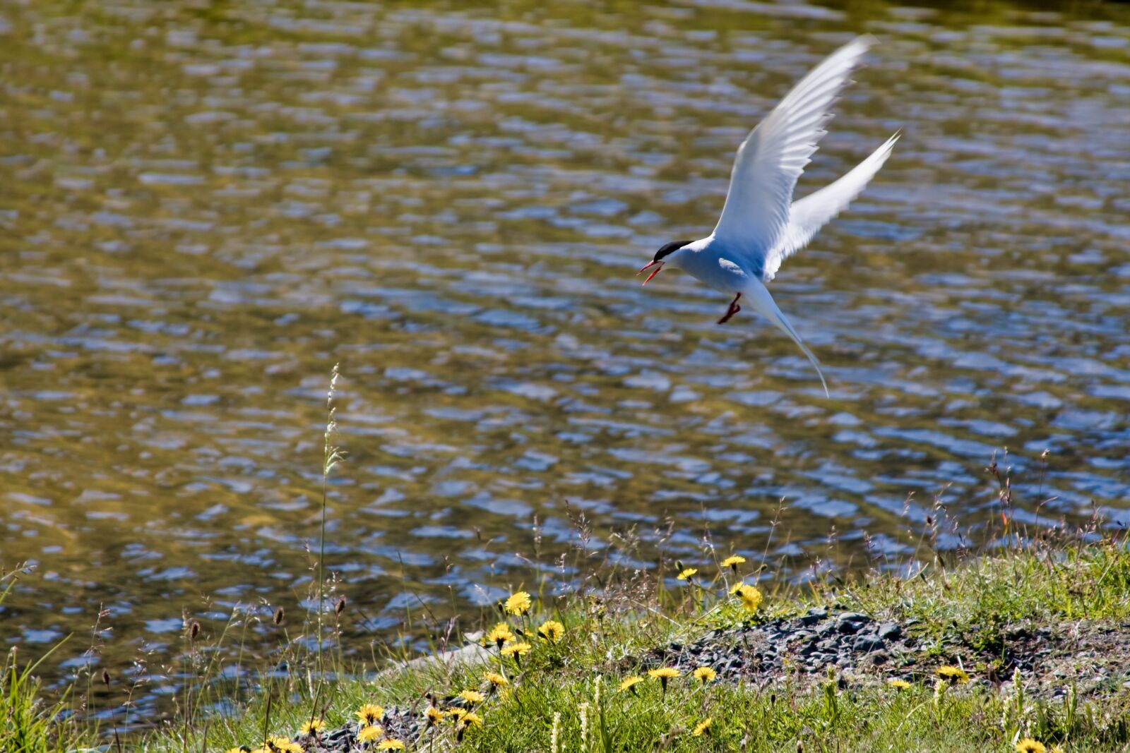 Canon EOS 400D (EOS Digital Rebel XTi / EOS Kiss Digital X) sample photo. Silver tern, bird, water photography