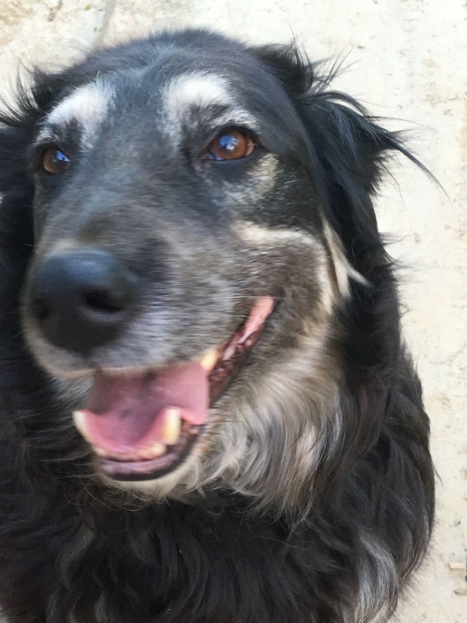 Apple iPhone 6s Plus sample photo. Close, up, dog, happy photography