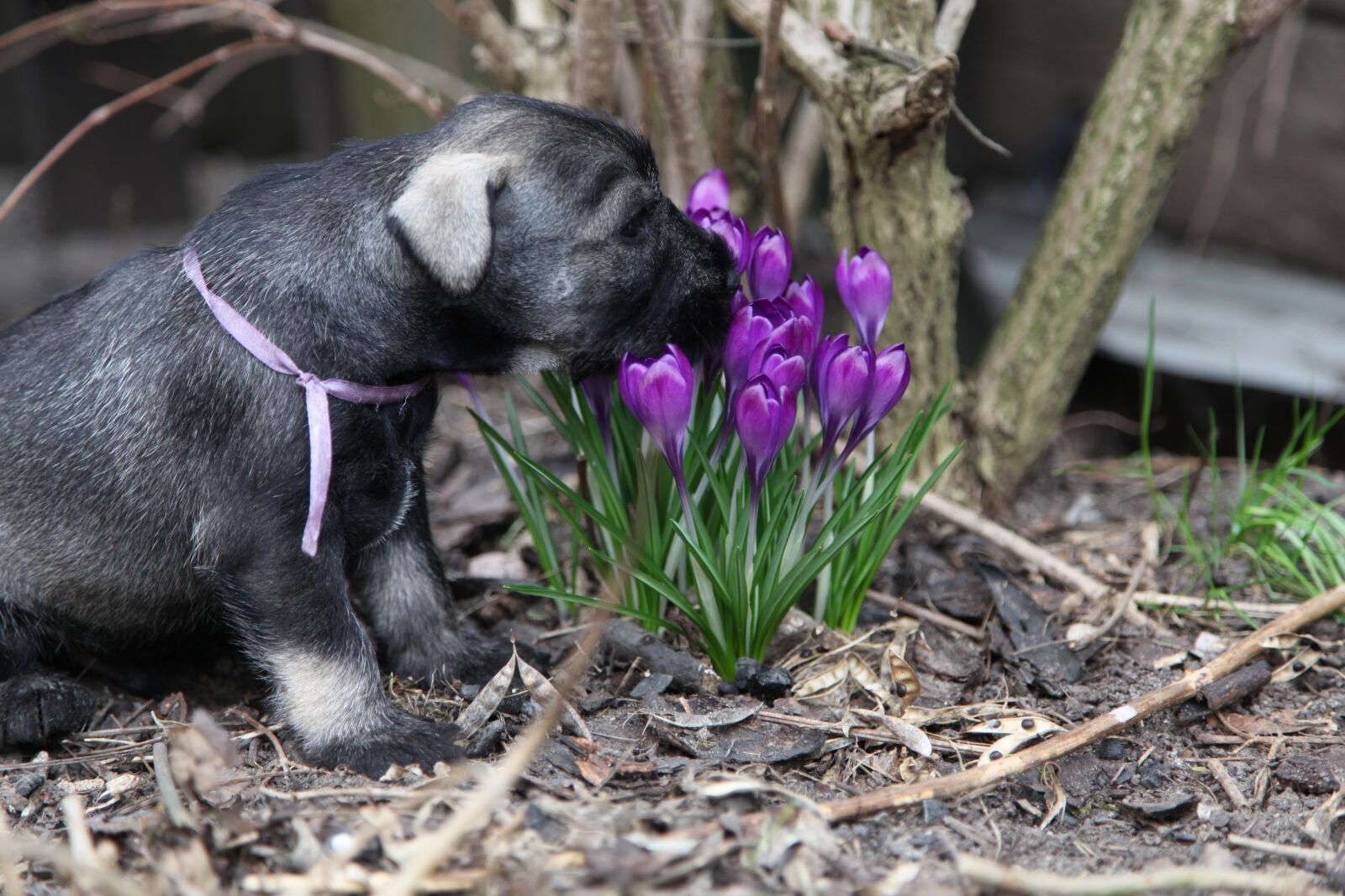Canon EOS 5D Mark II sample photo. Schnauzer, dog, pet photography
