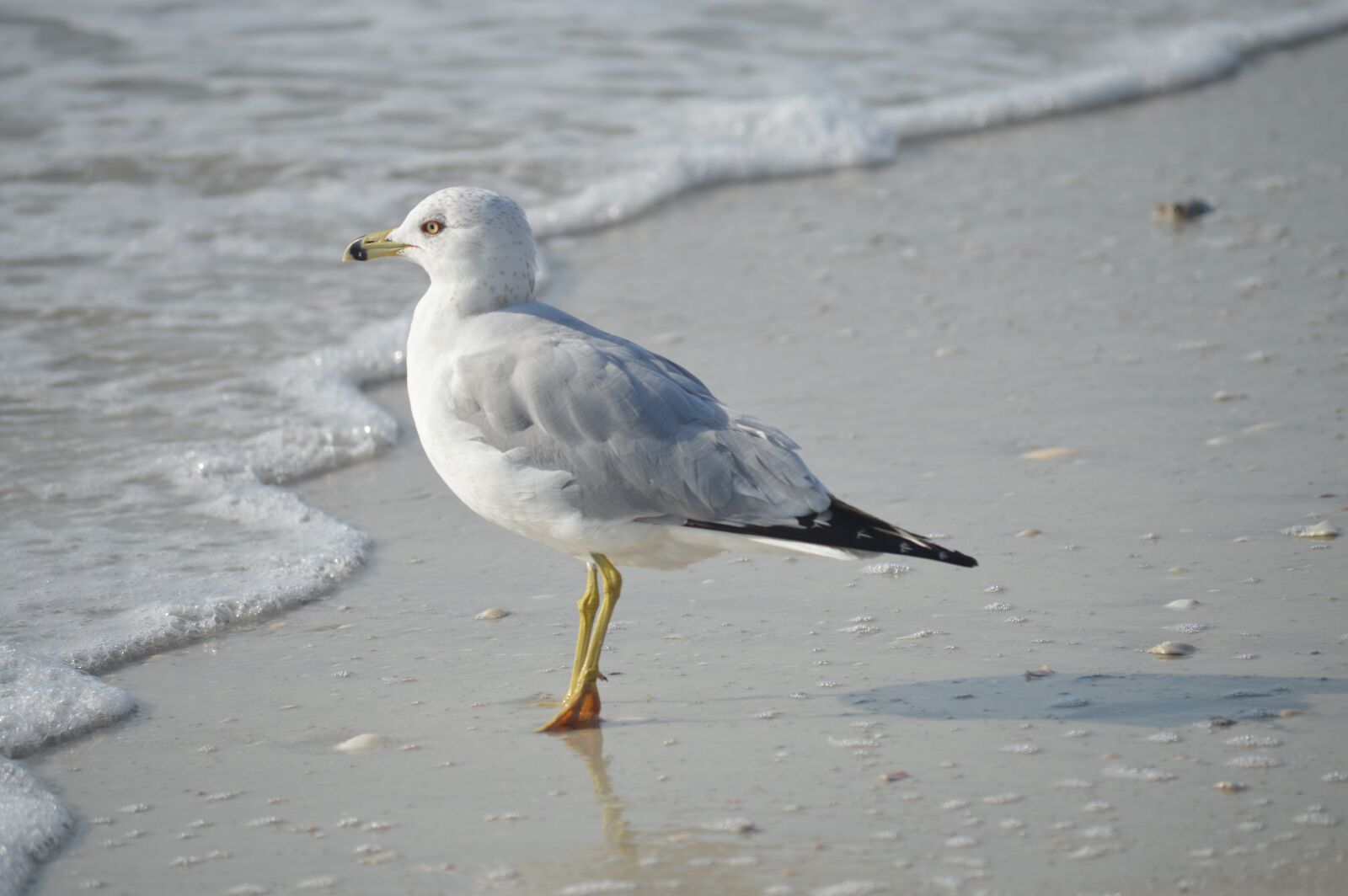 Nikon D3200 sample photo. Gull, shore, beach photography