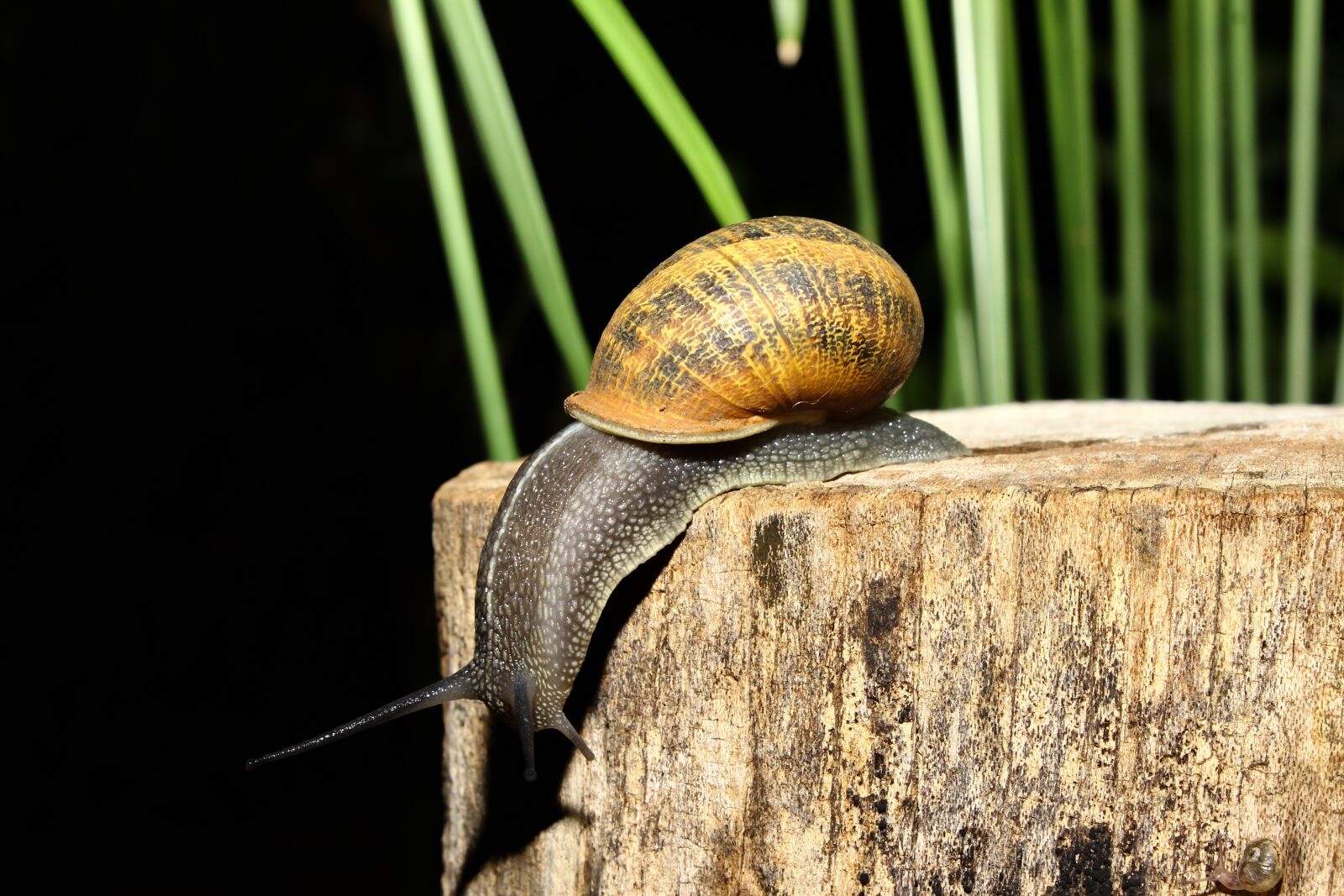Canon EOS 600D (Rebel EOS T3i / EOS Kiss X5) sample photo. Snail, animal, nature photography