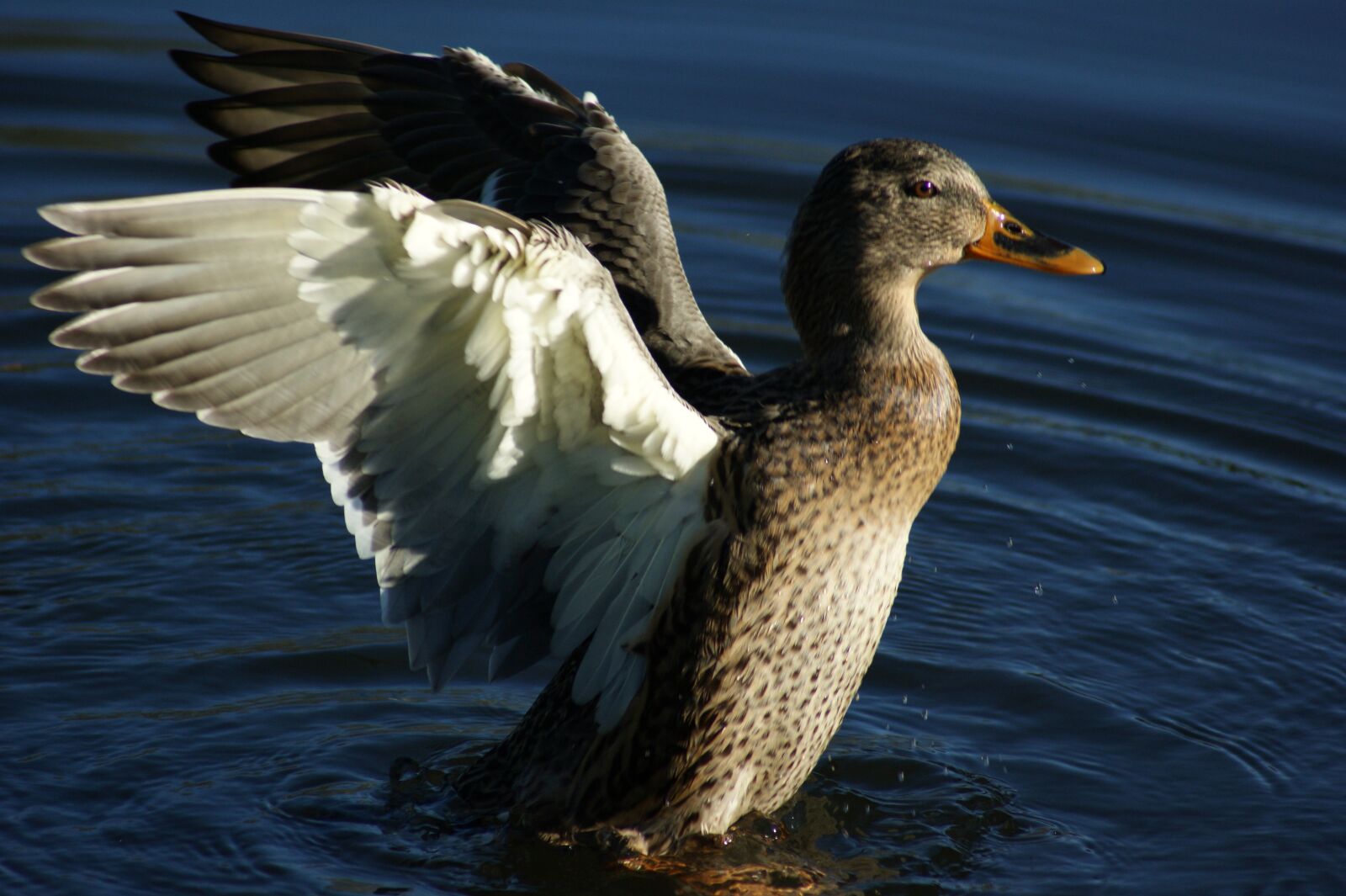 Sony Alpha DSLR-A290 sample photo. Wings, bird, water photography