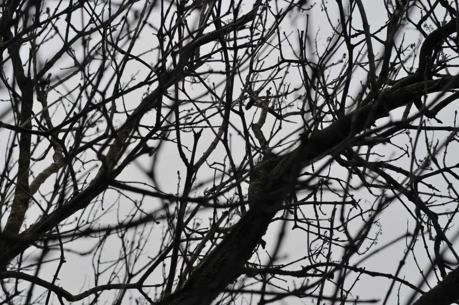 Nikon D300 sample photo. Tree, wood, plant photography