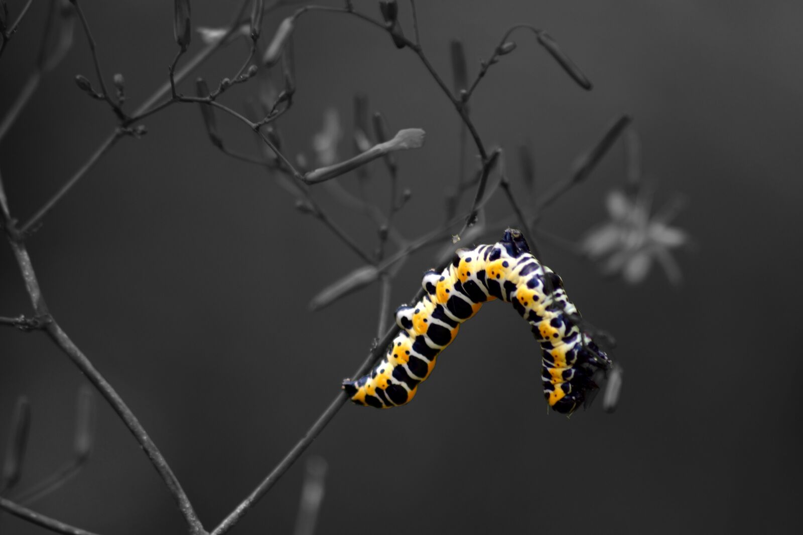 Nikon D3300 sample photo. Caterpillar, nature, macro photography
