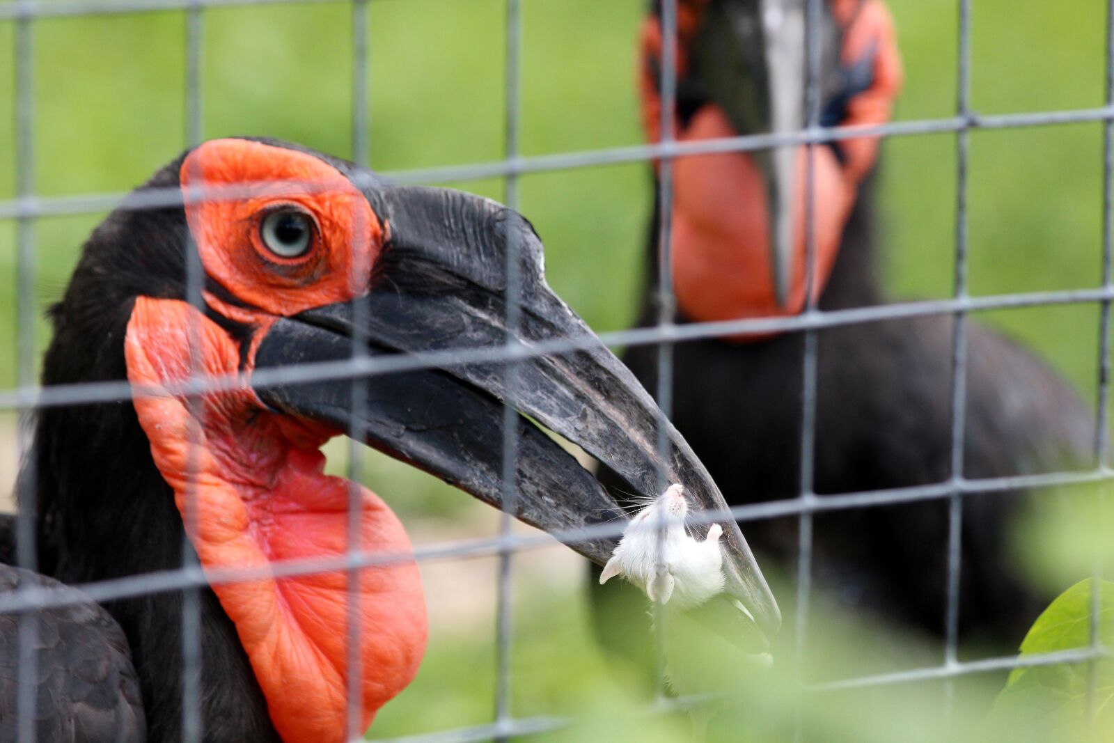 Canon EOS 650D (EOS Rebel T4i / EOS Kiss X6i) sample photo. Kaffir horned raven, bucorvus photography