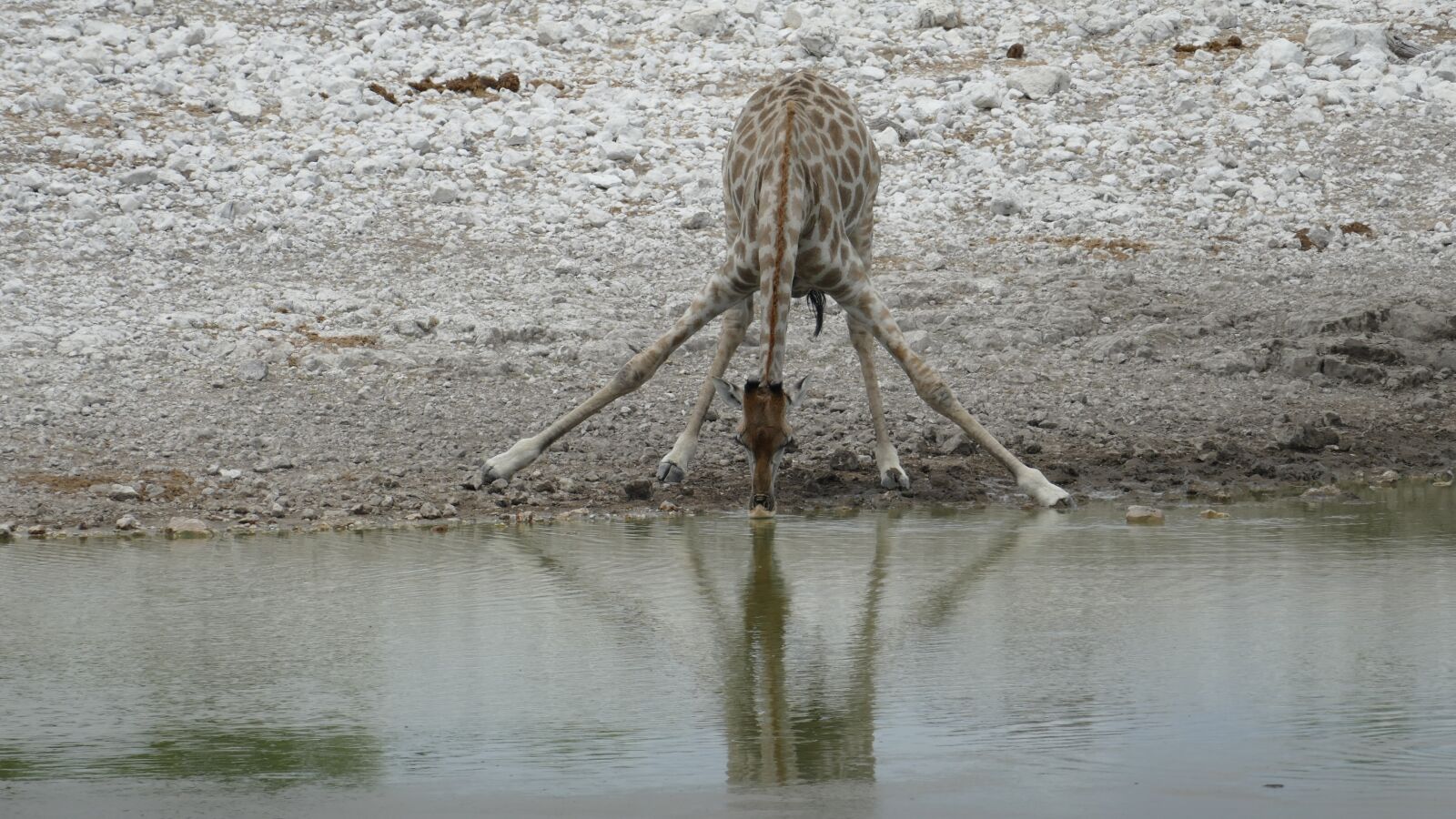 Panasonic Lumix DMC-FZ1000 sample photo. Namibia, giraffe, animal photography