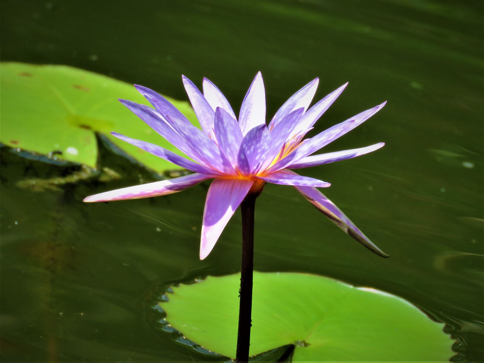 Canon PowerShot SX60 HS sample photo. Lotus, pond, flower photography