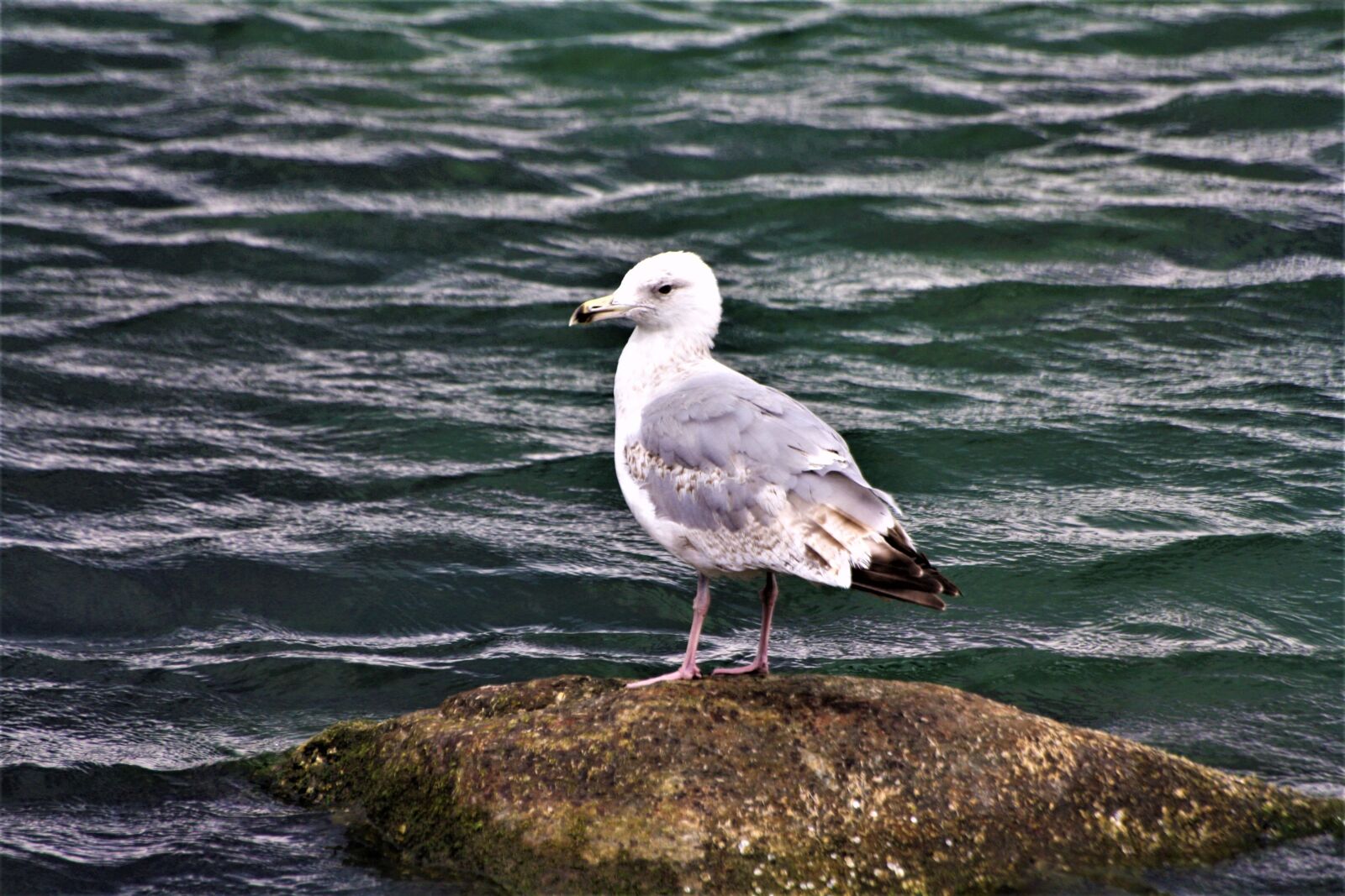 Canon EOS 1000D (EOS Digital Rebel XS / EOS Kiss F) sample photo. Gull, bird, baltic sea photography
