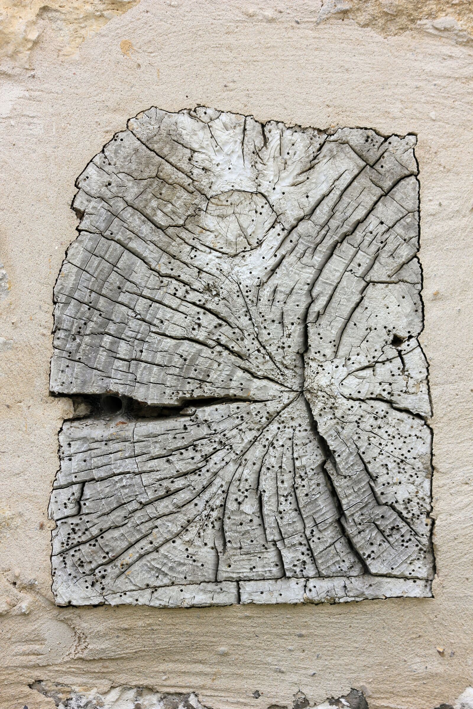 Canon EOS 550D (EOS Rebel T2i / EOS Kiss X4) sample photo. Tree trunk, frame, wall photography