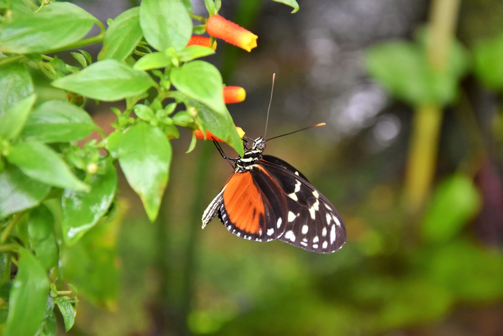 Nikon D7200 sample photo. Painted lady, butterfly, tropical photography