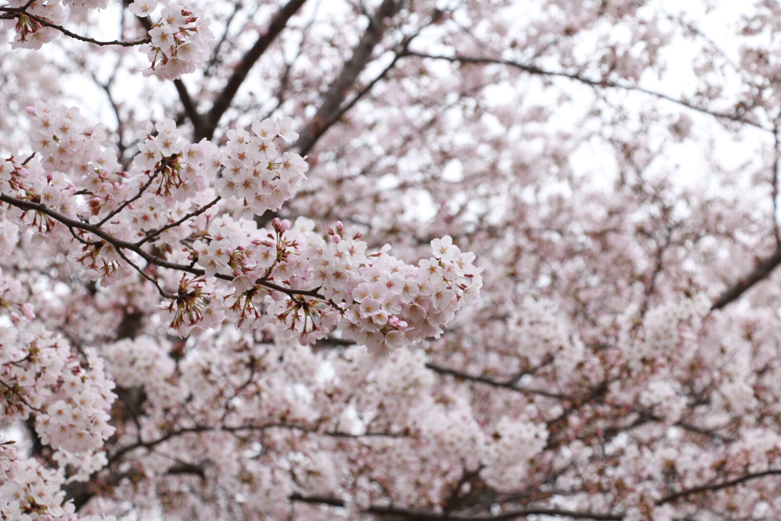 Canon EOS 70D sample photo. Cherry blossoms, pink, japan photography
