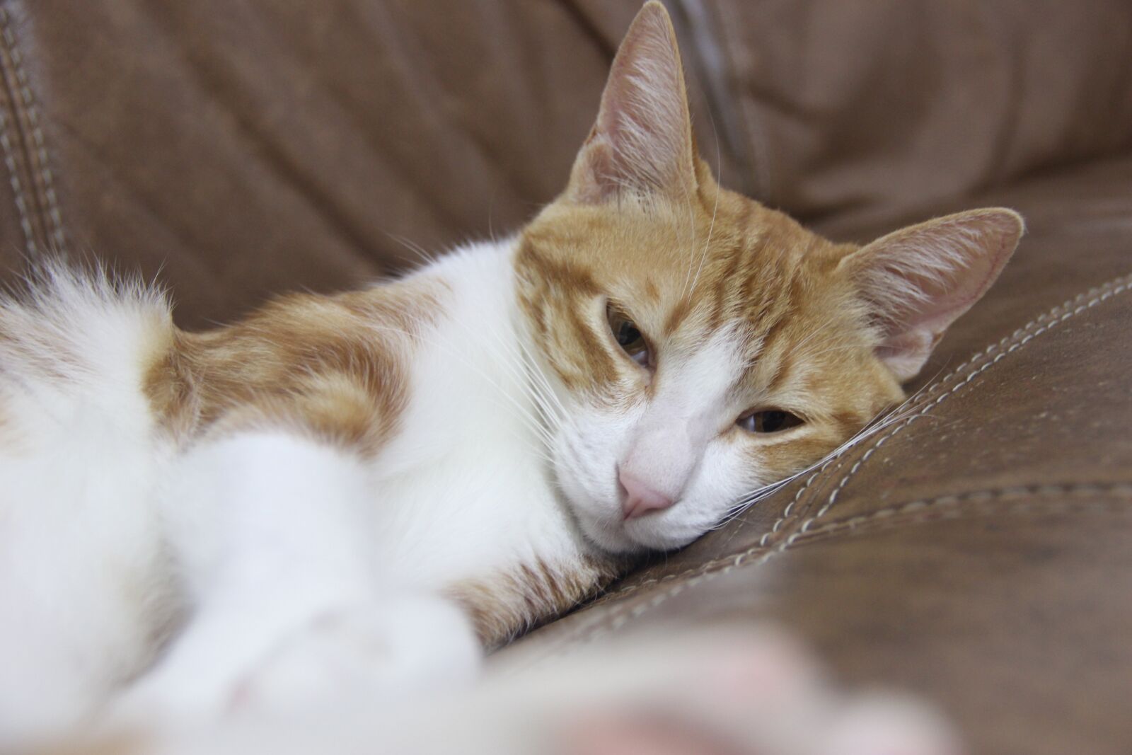 Canon EOS 600D (Rebel EOS T3i / EOS Kiss X5) sample photo. Cat, lay, sleep photography