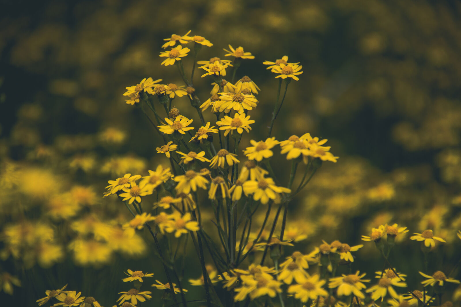 Canon EOS 60D sample photo. Beautiful, flowers, flowers, golden photography