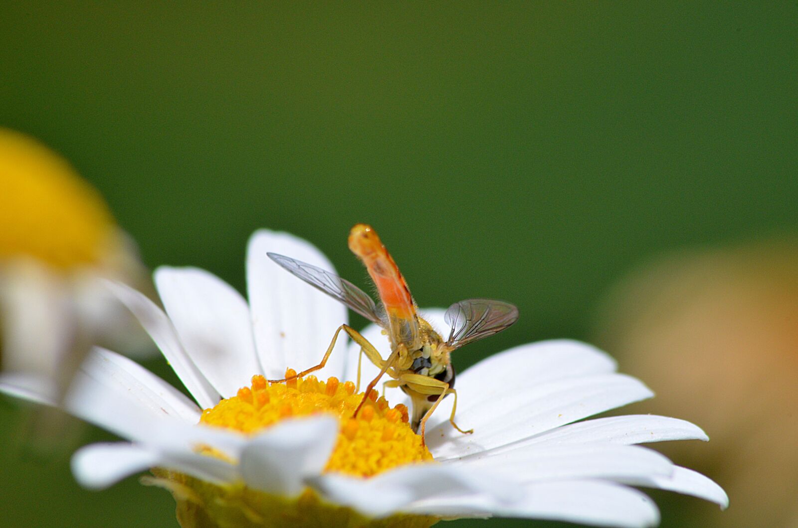 Nikon D5100 sample photo. Dragonfly, insect, wing photography