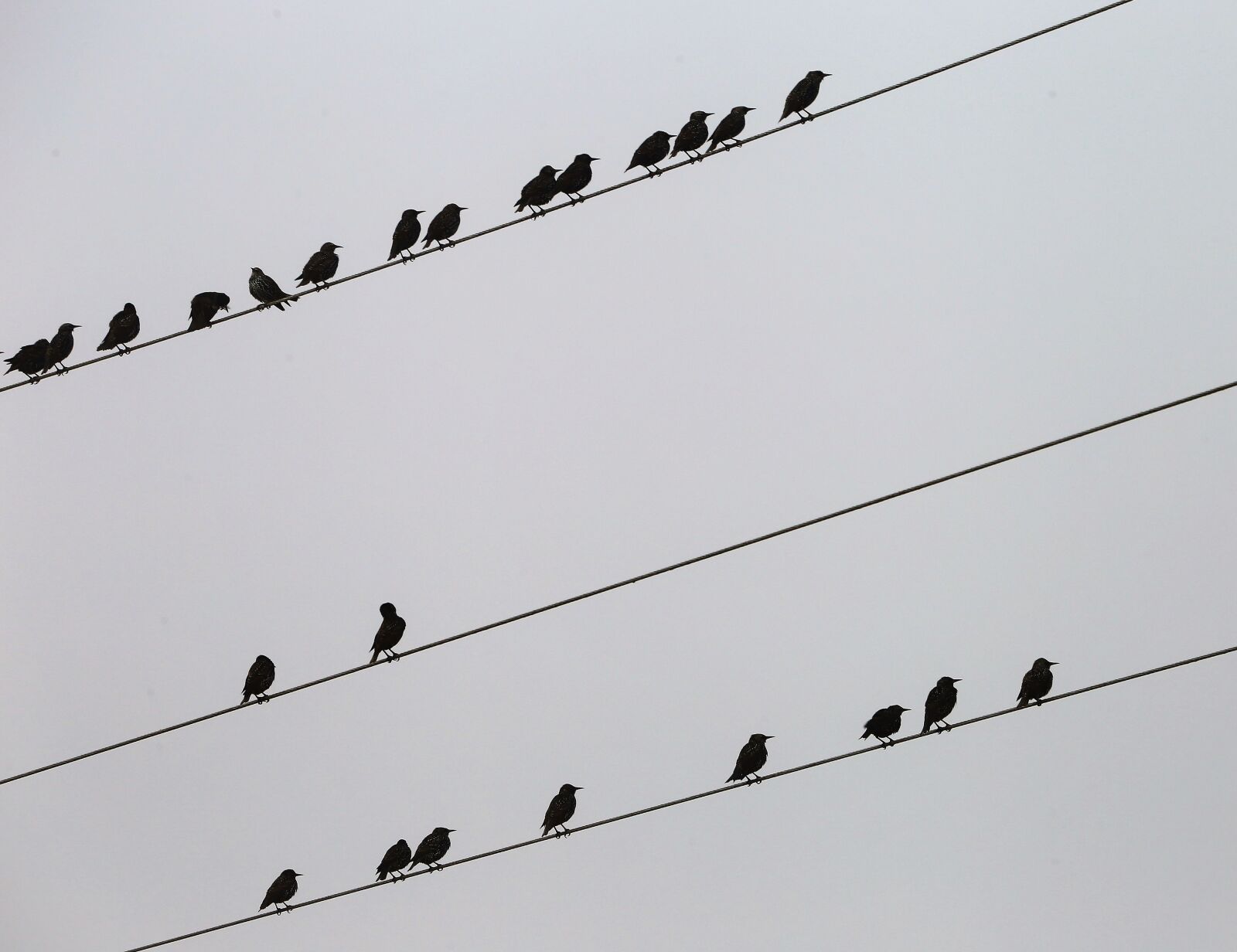 Canon EOS 6D sample photo. Birds on electric wires photography