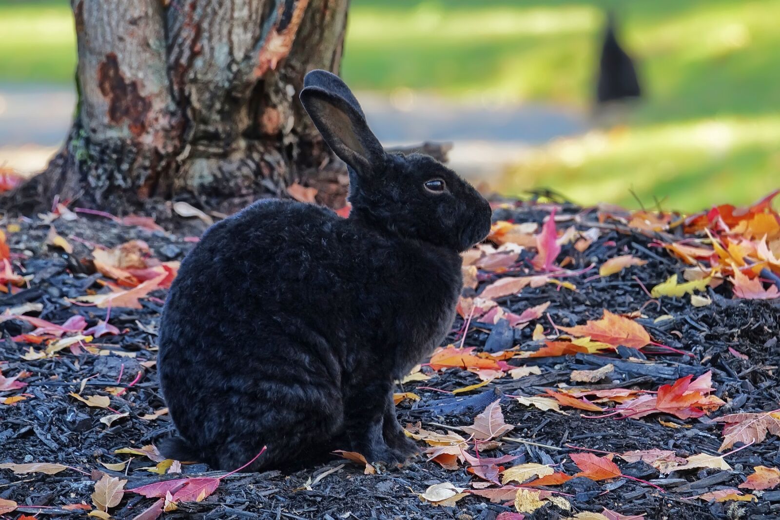 Sony Cyber-shot DSC-RX10 III sample photo. Rabbit, bunny, hare photography