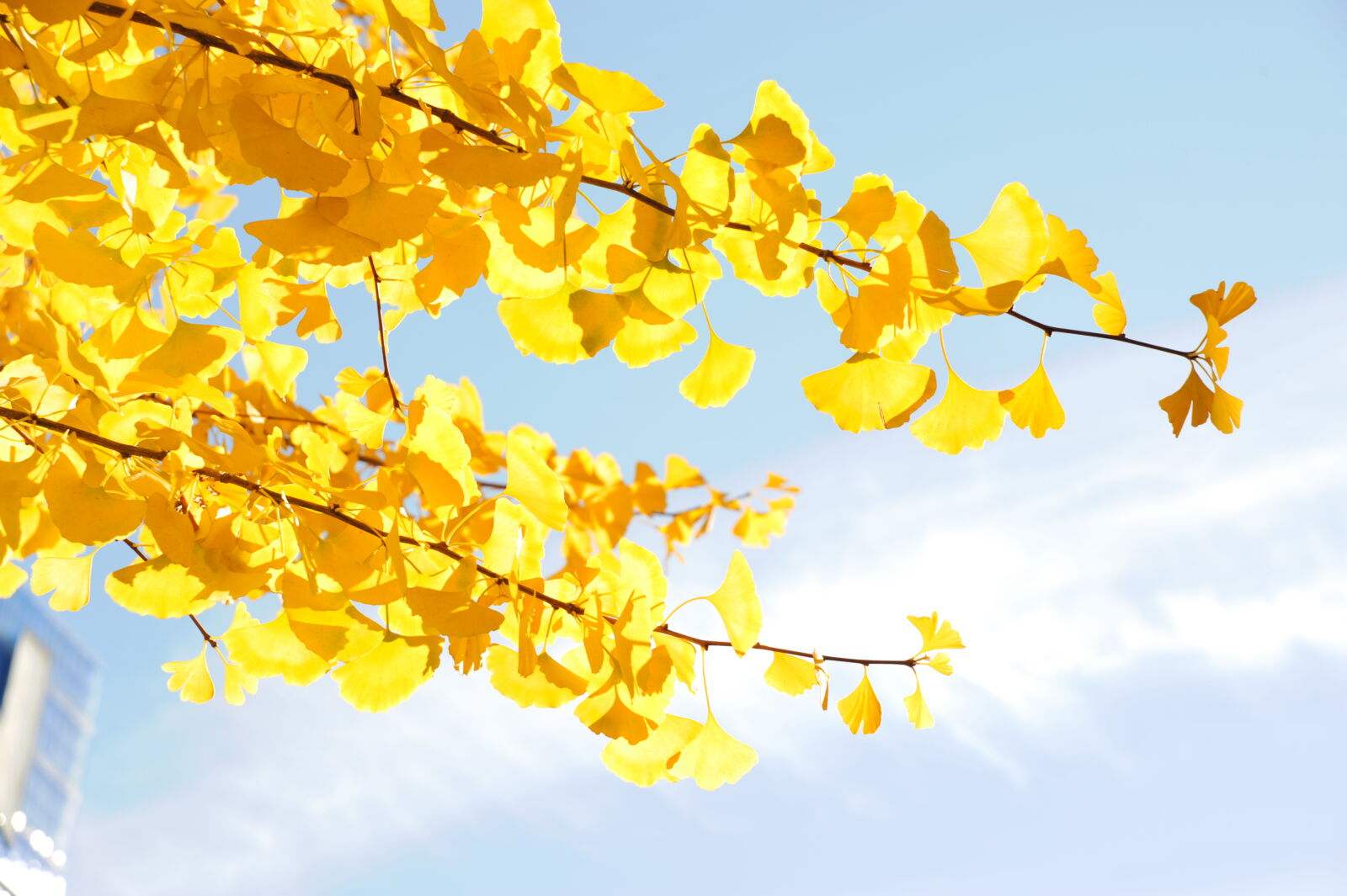Nikon D700 sample photo. Autumn, ginkgo, japan, leaf photography
