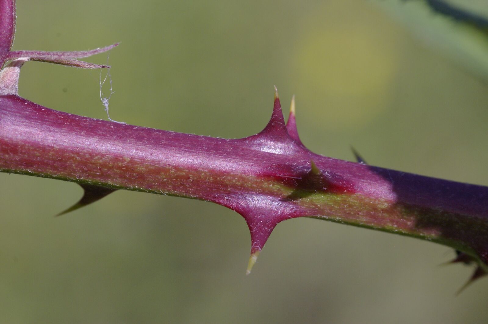 Pentax K100D sample photo. Thorns, sting, plant photography