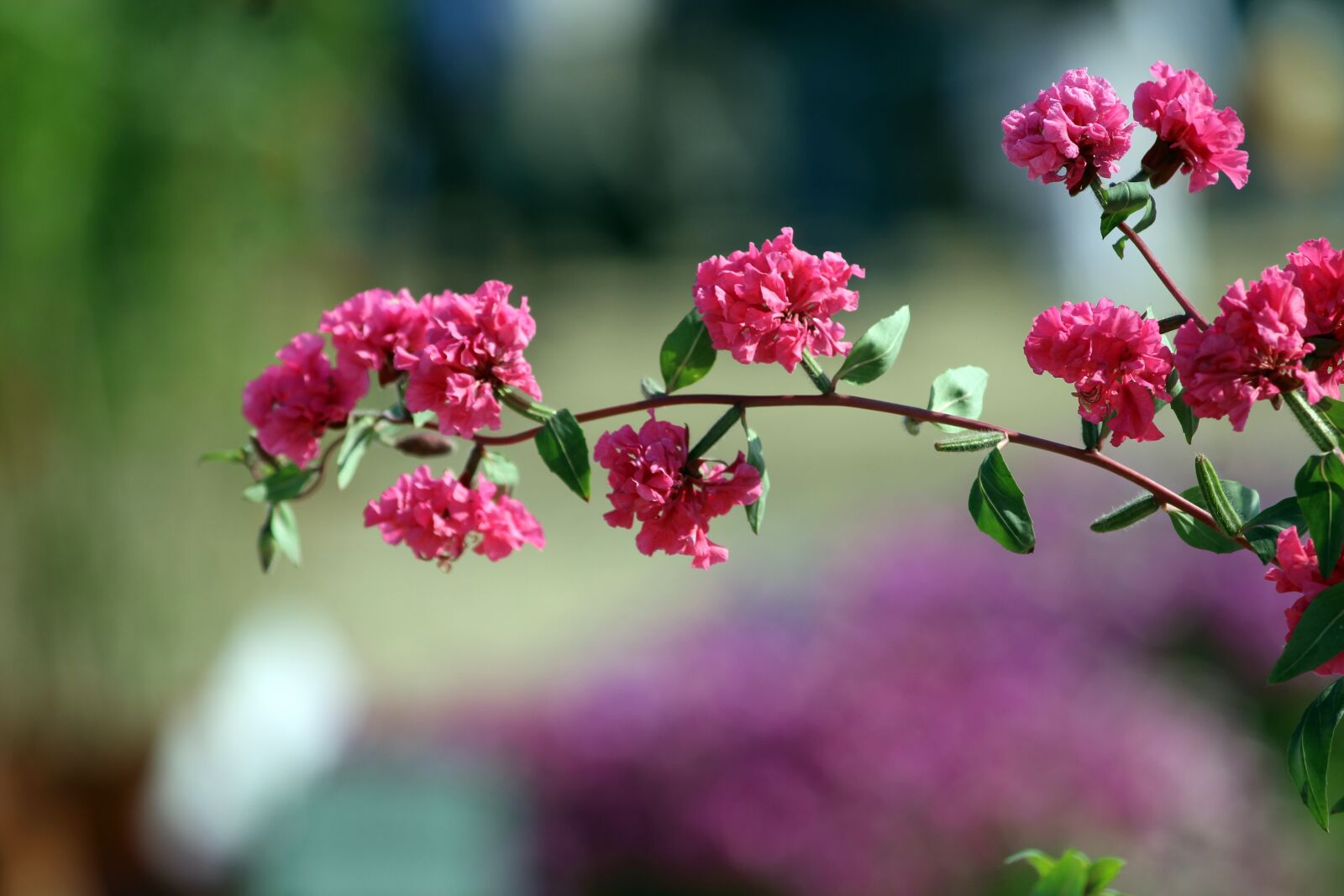 Canon EOS 700D (EOS Rebel T5i / EOS Kiss X7i) sample photo. Nature, beauty, flowers photography