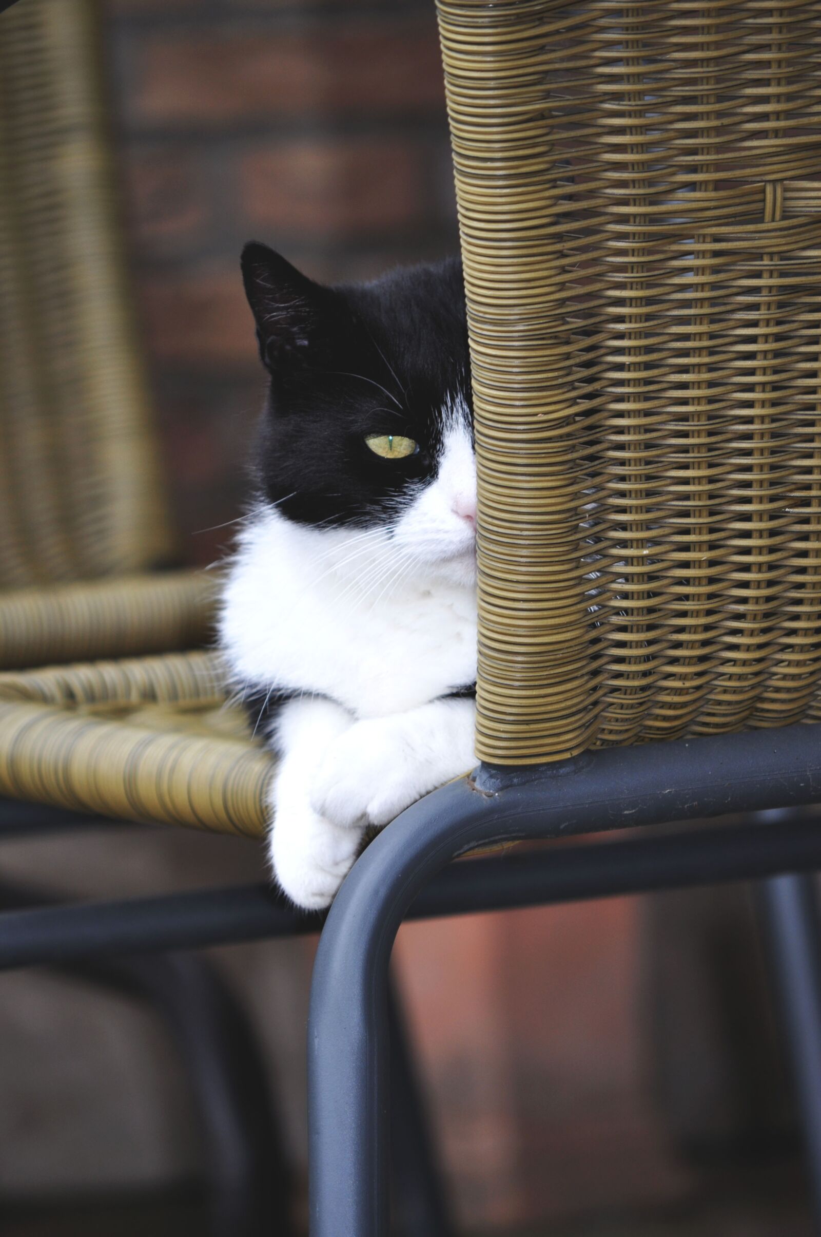 Nikon D5000 sample photo. Cat, pet, black and photography
