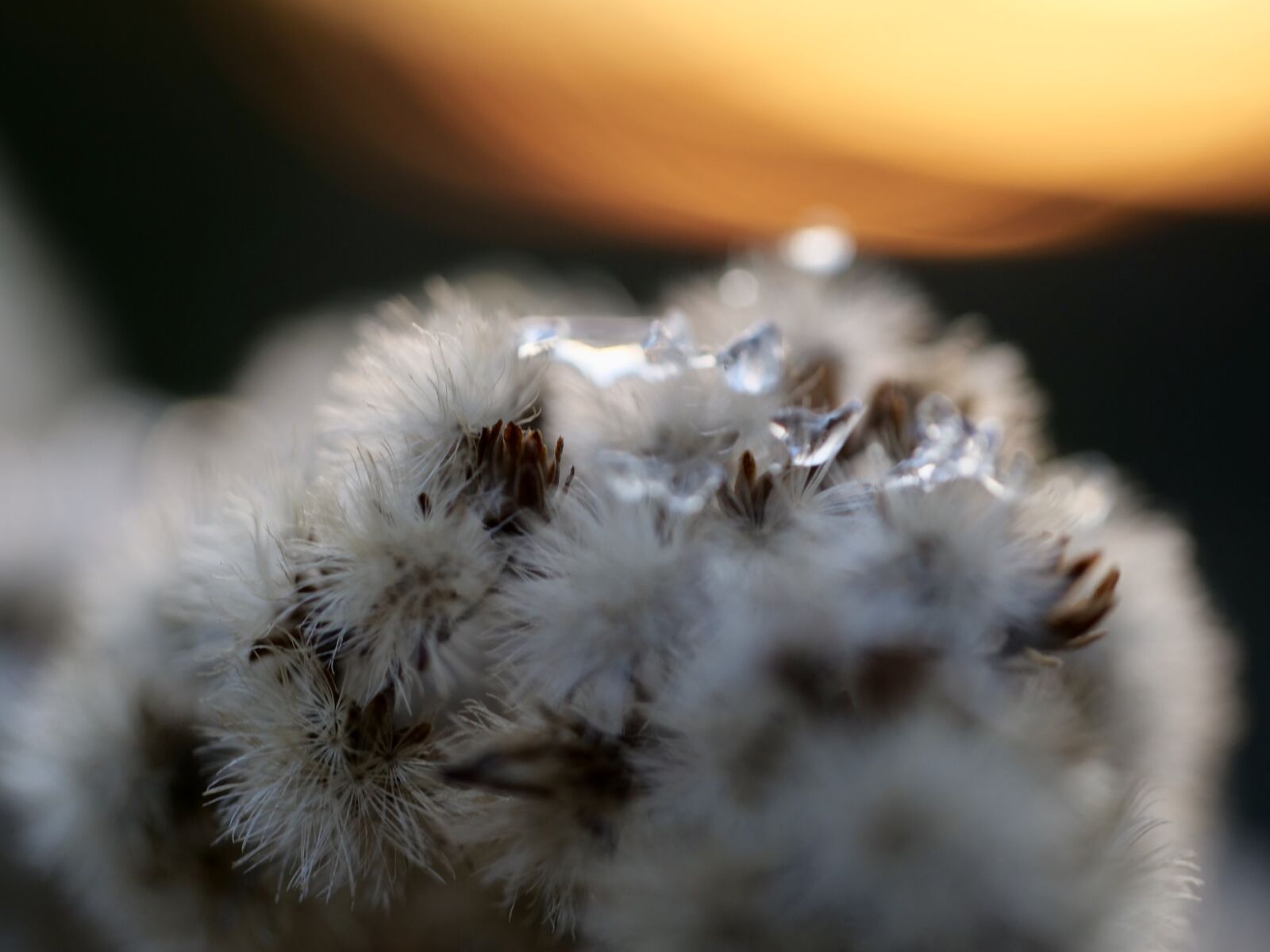 Panasonic Lumix DC-G9 sample photo. Winter, sunset, wintry photography