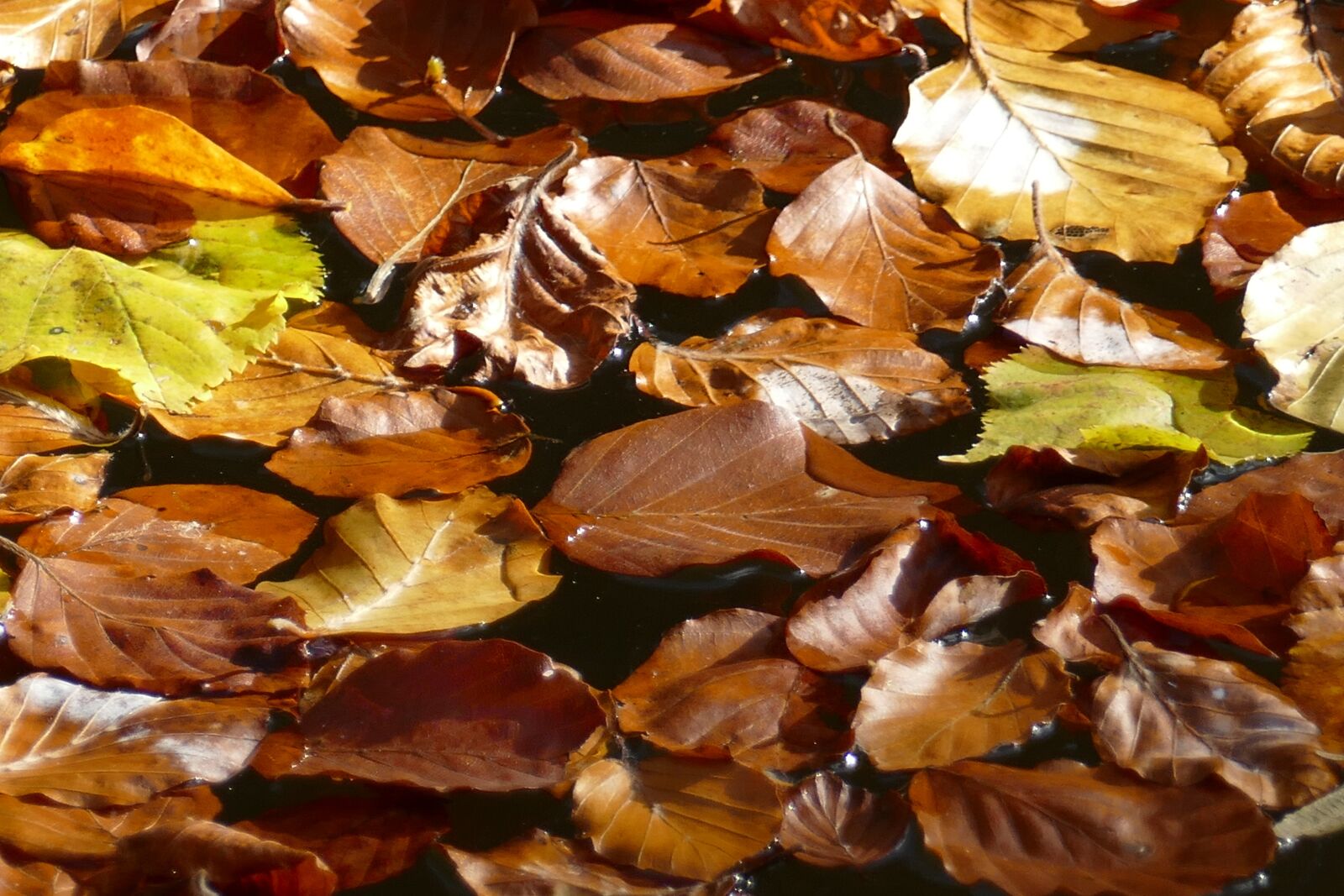 Panasonic Lumix DMC-FZ1000 sample photo. Leaves, autumn, fall foliage photography