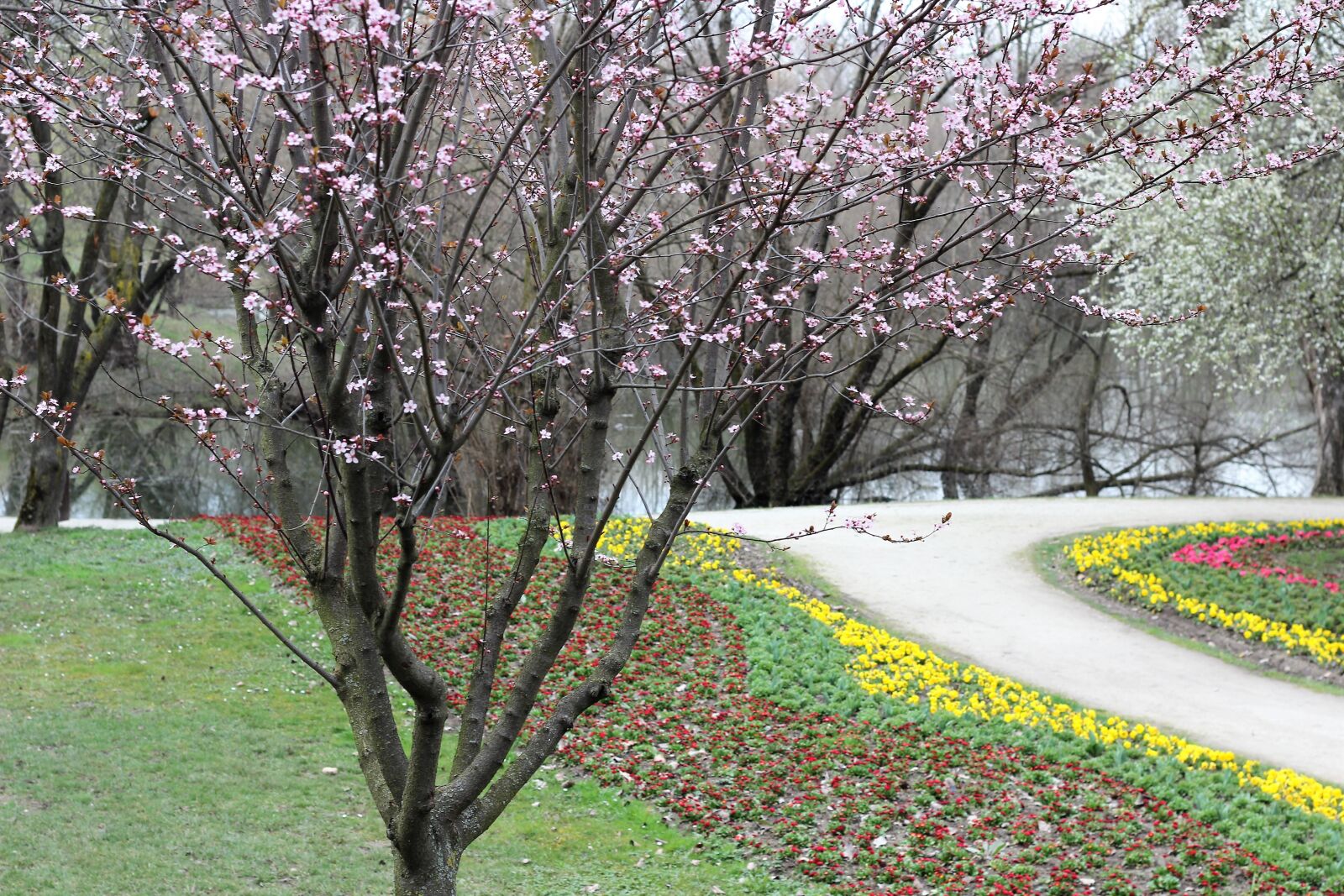 Canon EOS 600D (Rebel EOS T3i / EOS Kiss X5) + Canon EF 50mm F1.8 II sample photo. Springtime, tree, flowers photography