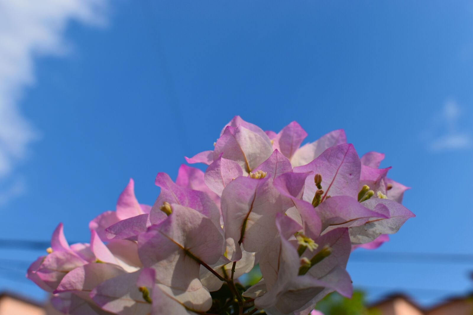 Nikon D3500 sample photo. Fotografía, flor, naturaleza photography