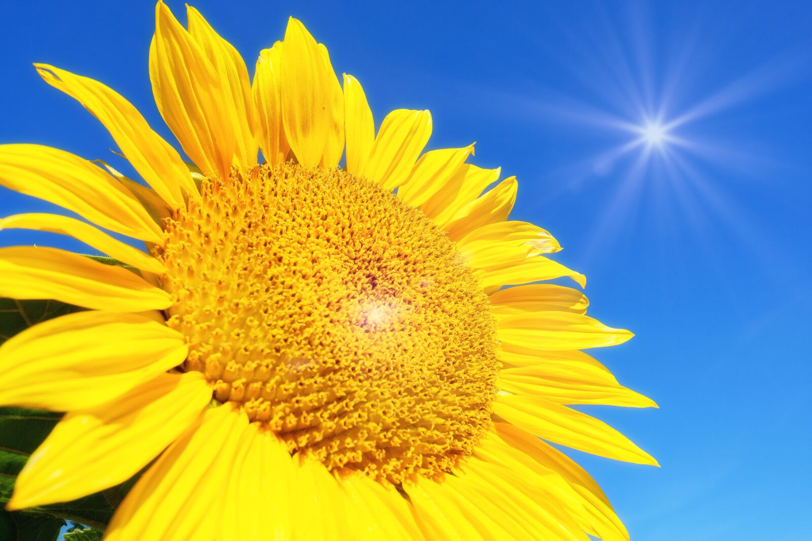 Fujifilm X-T2 + Fujifilm XF 16mm F1.4 R WR sample photo. Sunflower, blossom, bloom photography