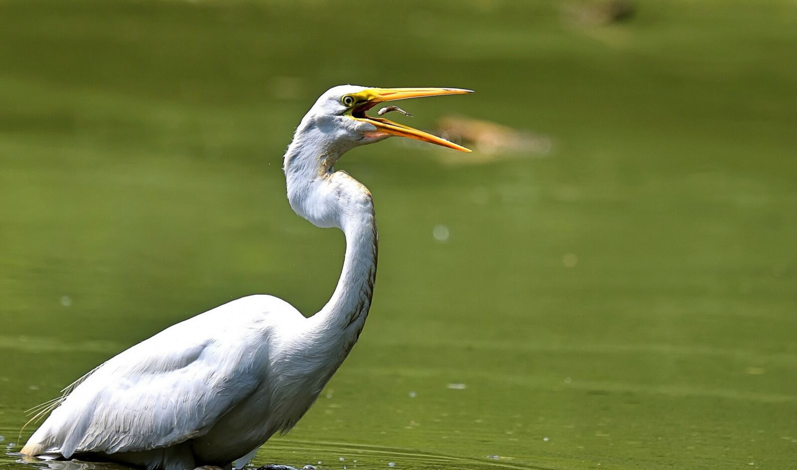 Nikon D850 sample photo. Heron, egret, wetland photography