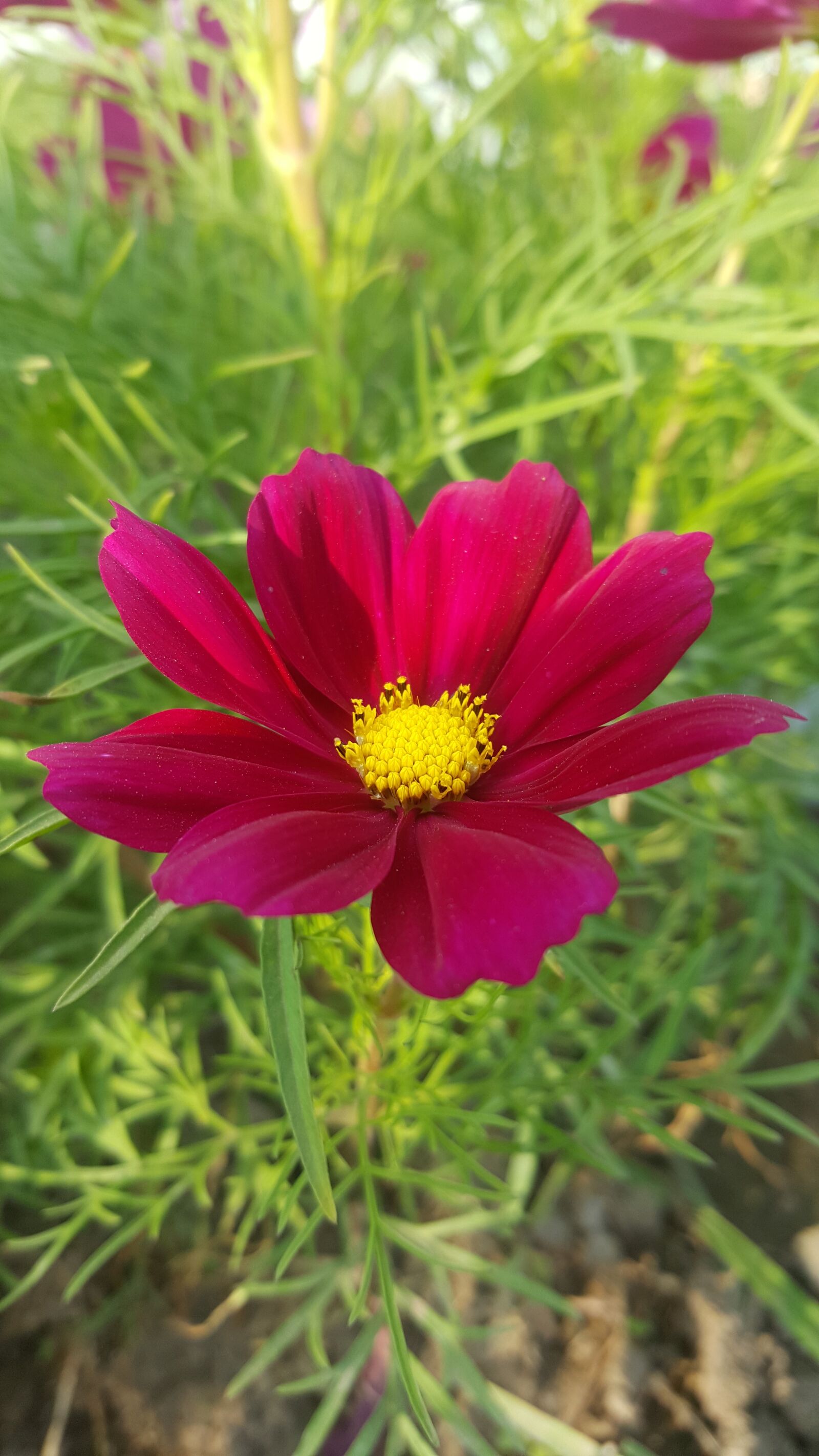 Samsung GALAXY S6 edge sample photo. Nature, summer, flower photography
