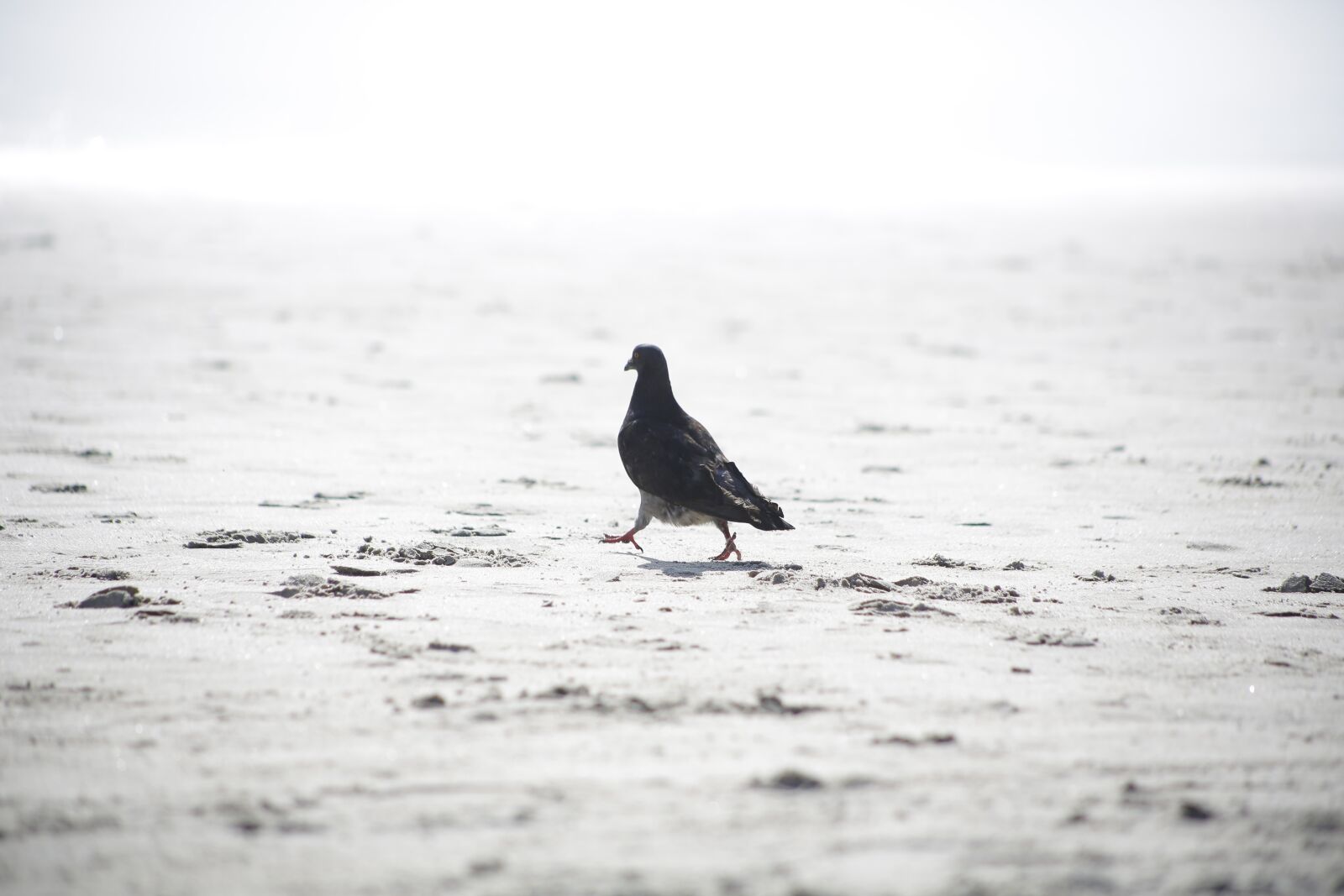 Canon EF75-300mm f/4-5.6 sample photo. Pigeon, walking, on white photography