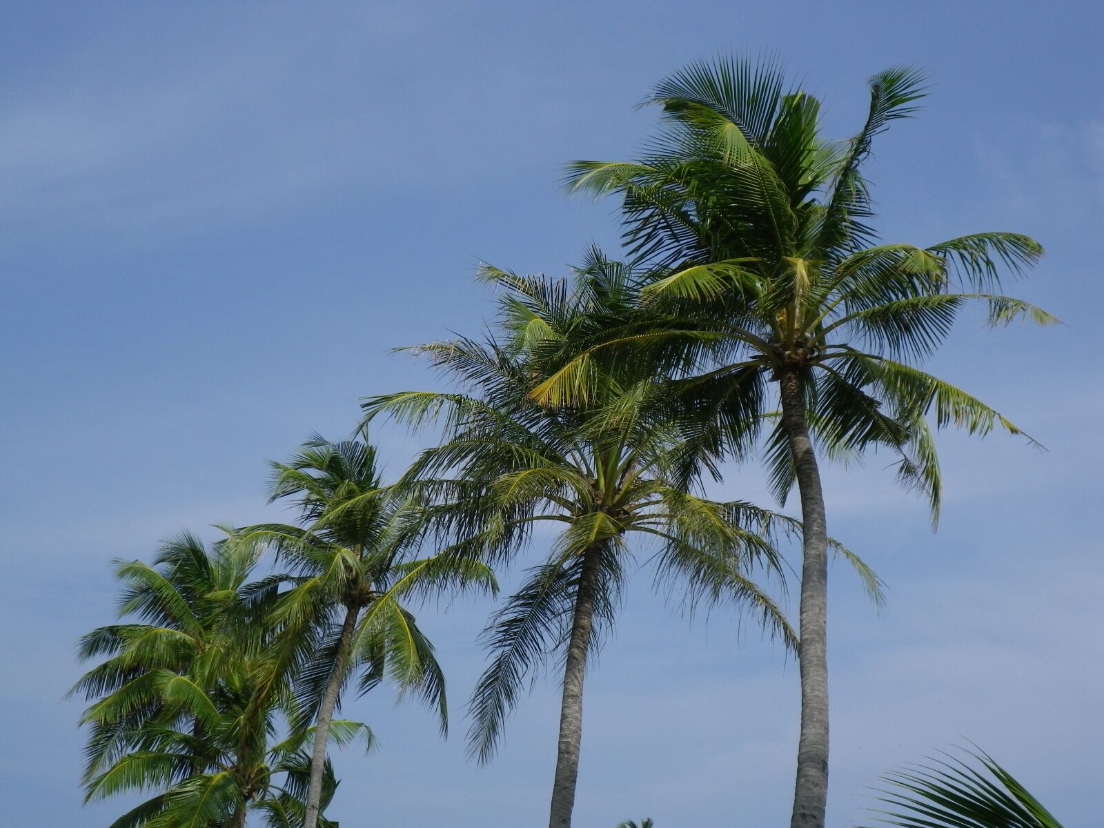 Pentax Optio H90 sample photo. Palm trees, maldives, kuredu photography