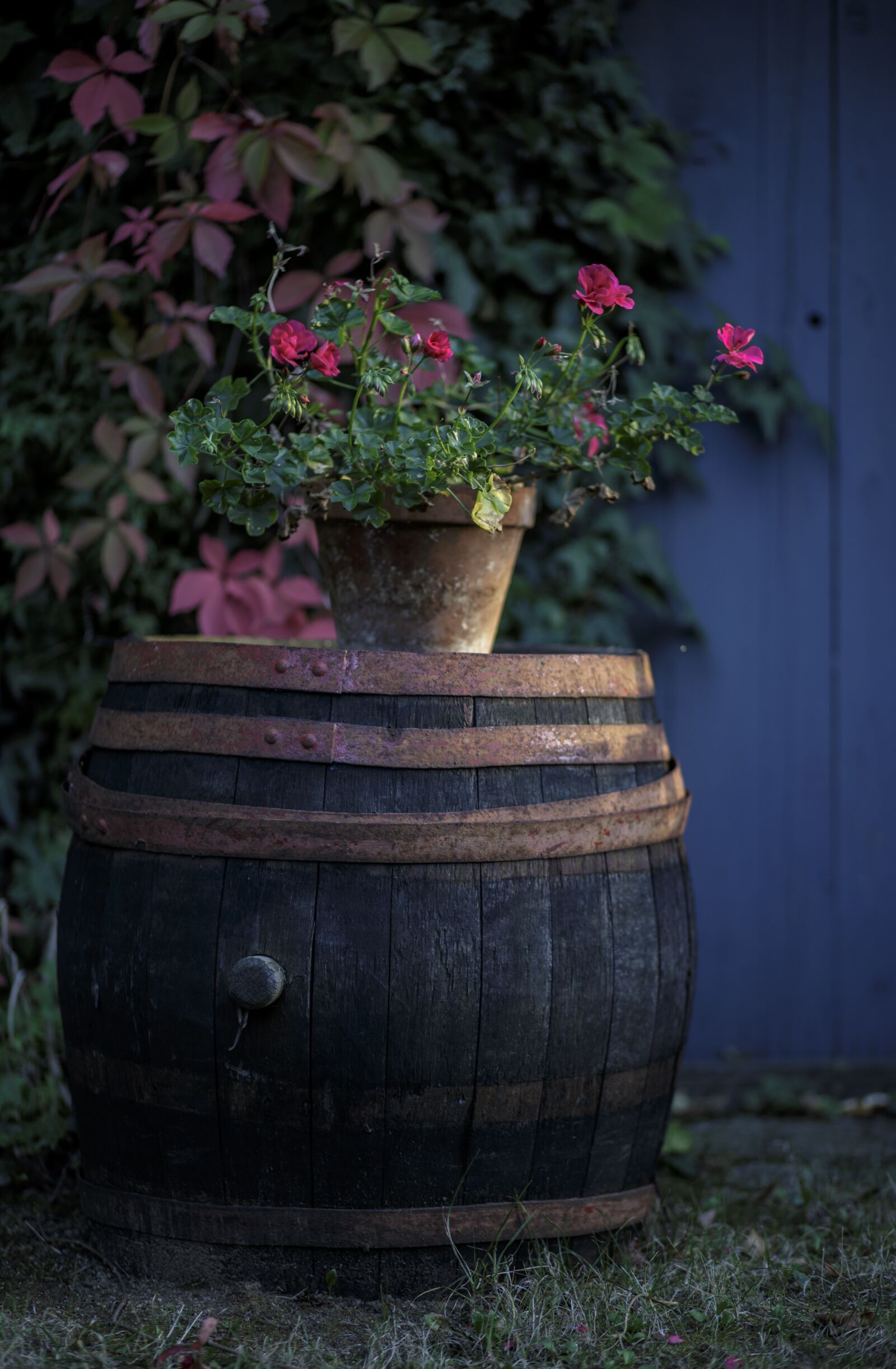 Canon EF 85mm F1.8 USM sample photo. Mood, light, nature photography