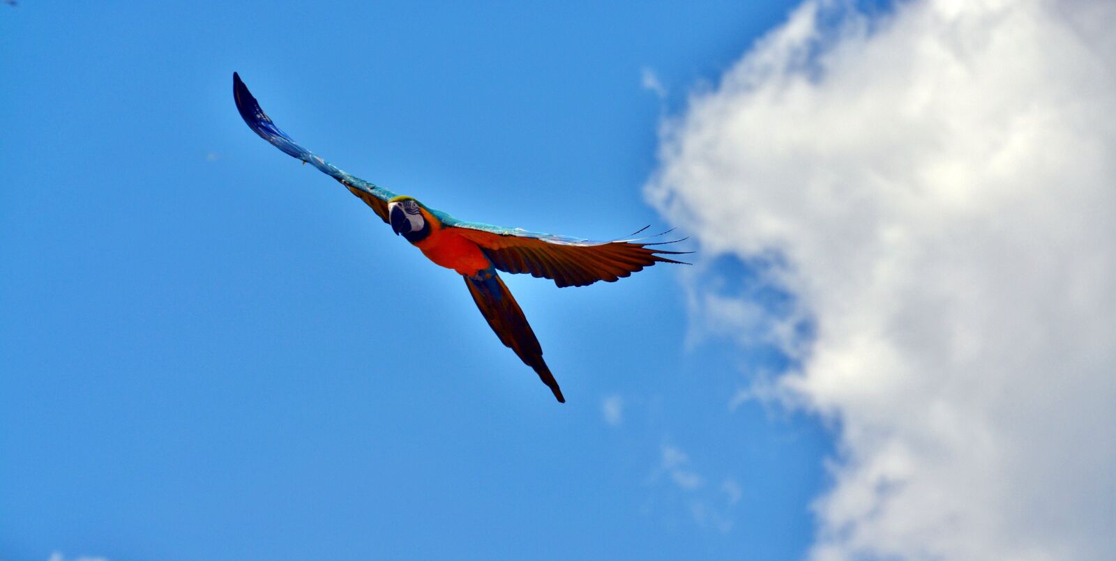 Nikon D5200 sample photo. Ara, parrot, flying photography
