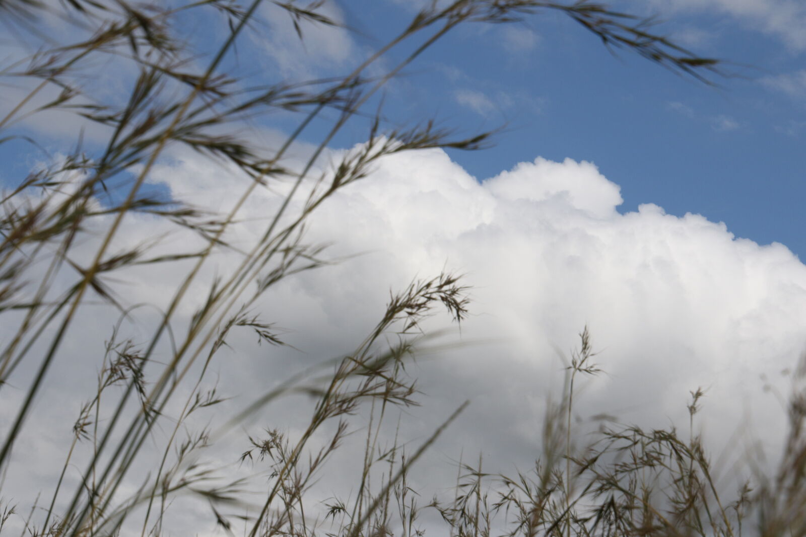 Canon EOS 7D Mark II sample photo. Background, blue, blue, sky photography