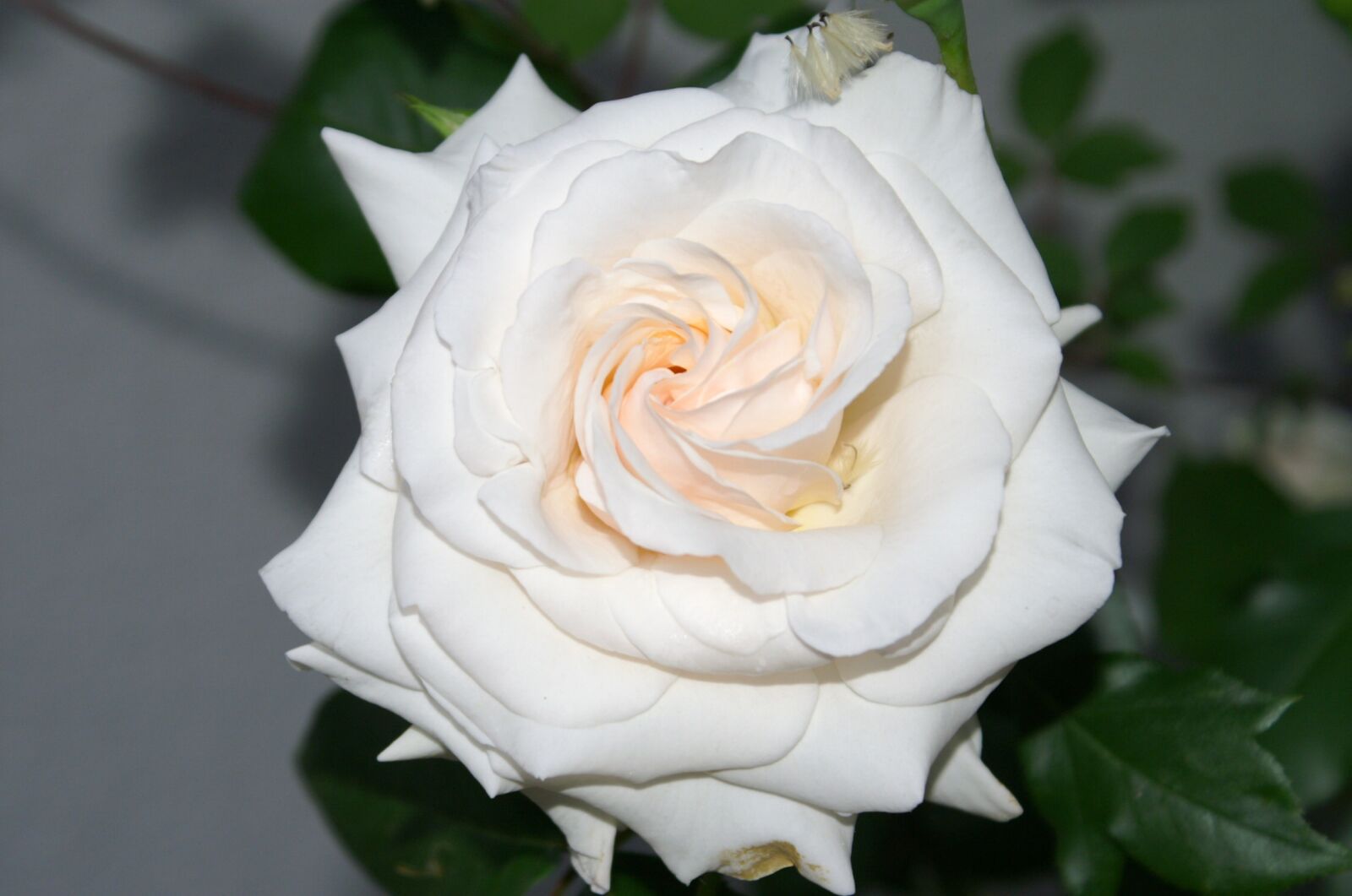 KONICA MINOLTA DYNAX 5D sample photo. White, rose, blossom photography
