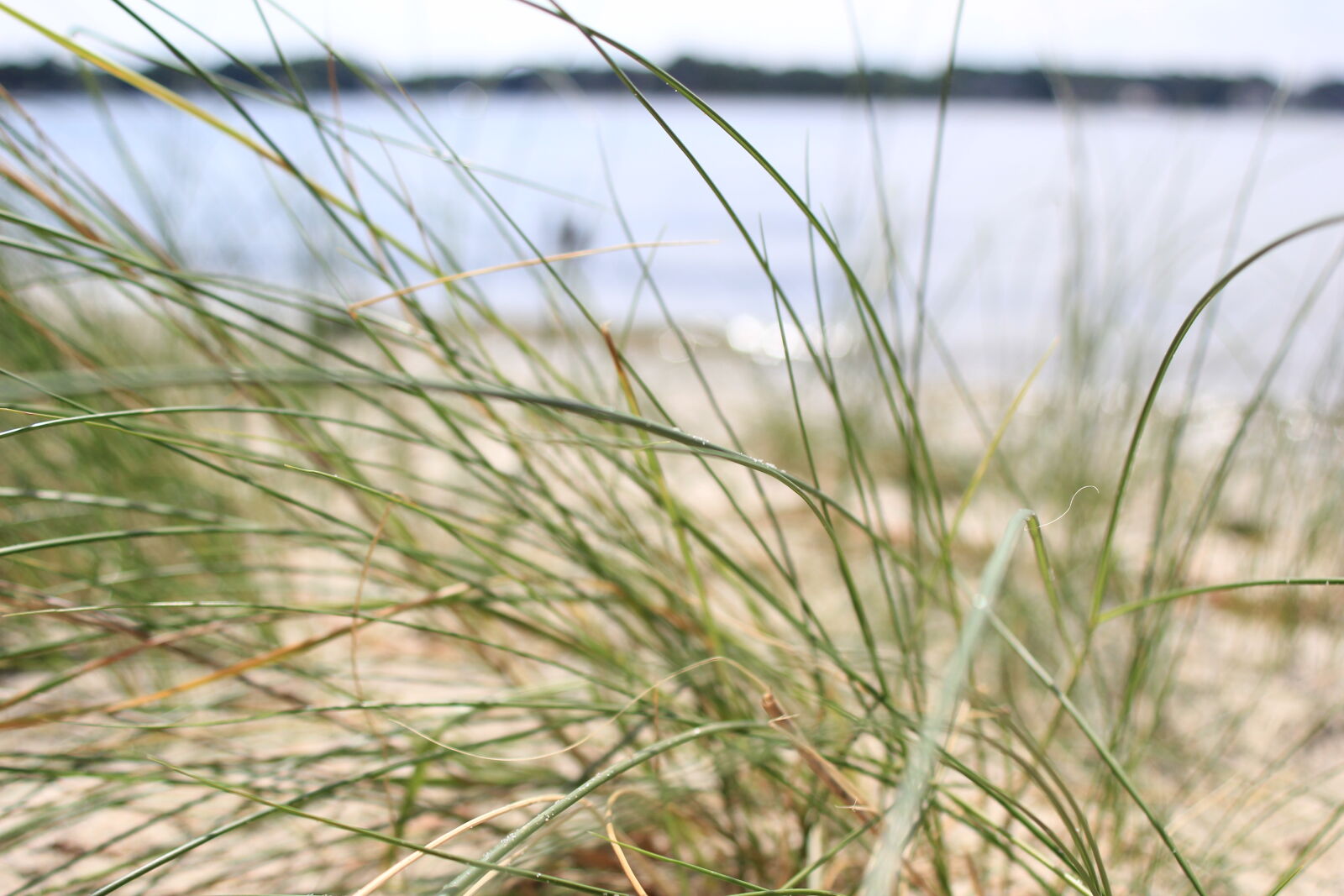 Canon EOS 60D + Canon EF 28-80mm f/3.5-5.6 sample photo. Bay, beach, grass, lake photography