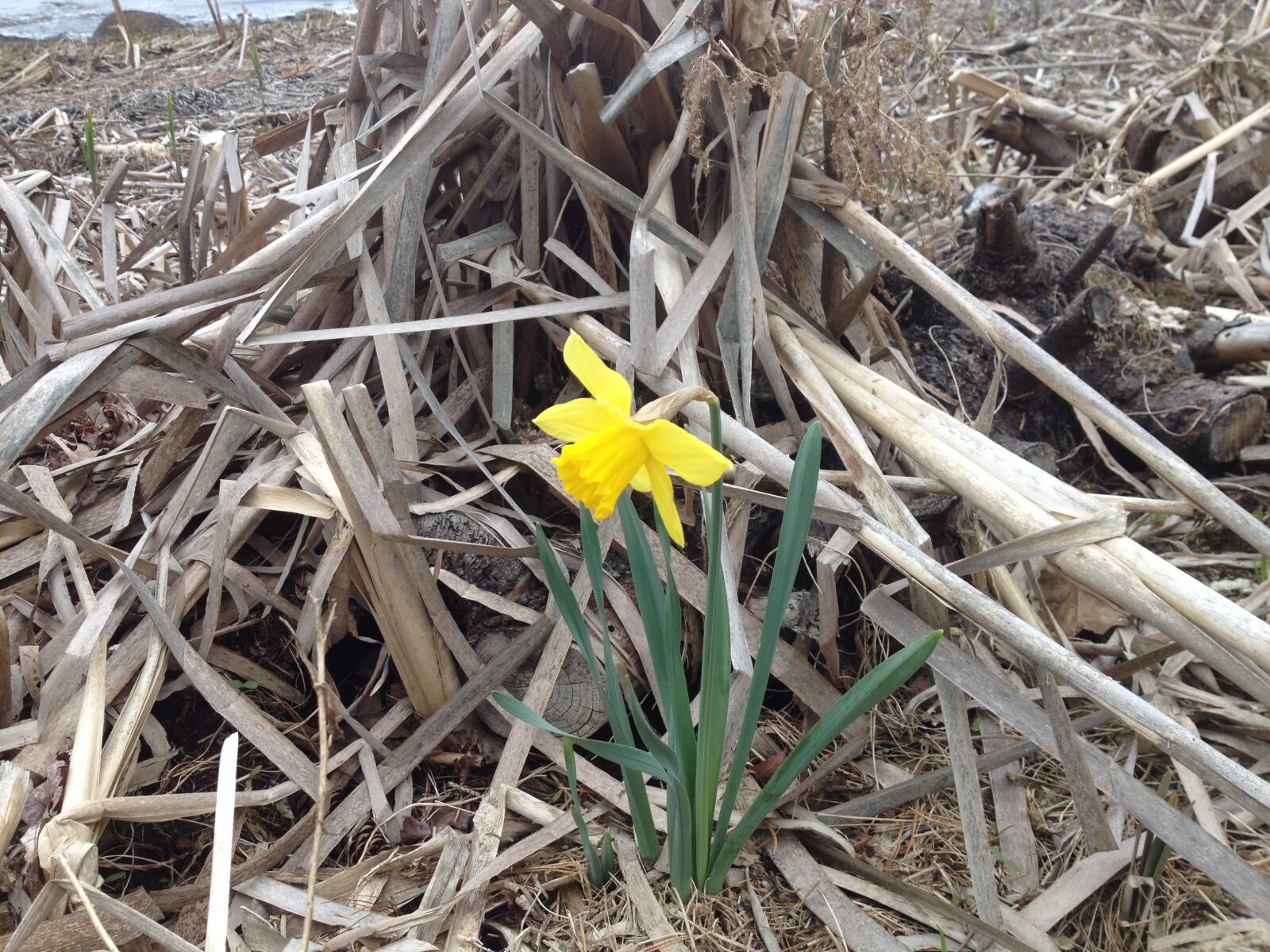 iPhone 4S back camera 4.28mm f/2.4 sample photo. Flowers, daffodil, spring, seaside photography