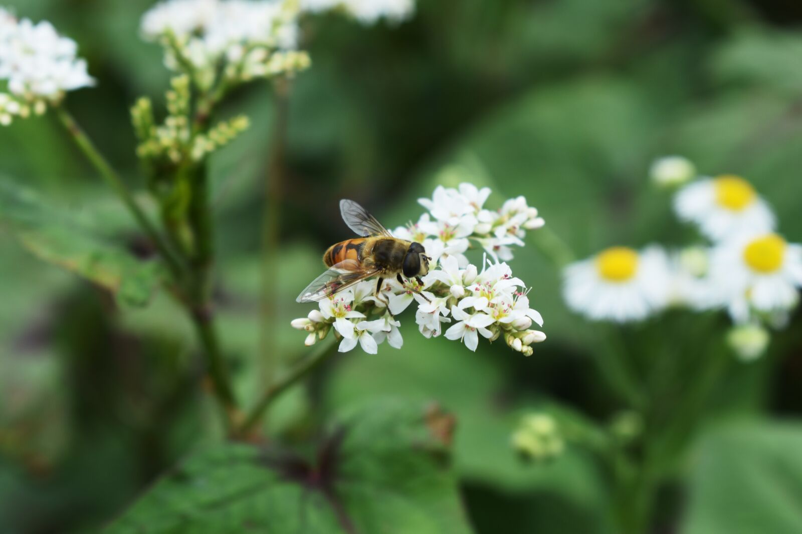 Nikon D3400 sample photo. Honey bee, bee, pollen photography