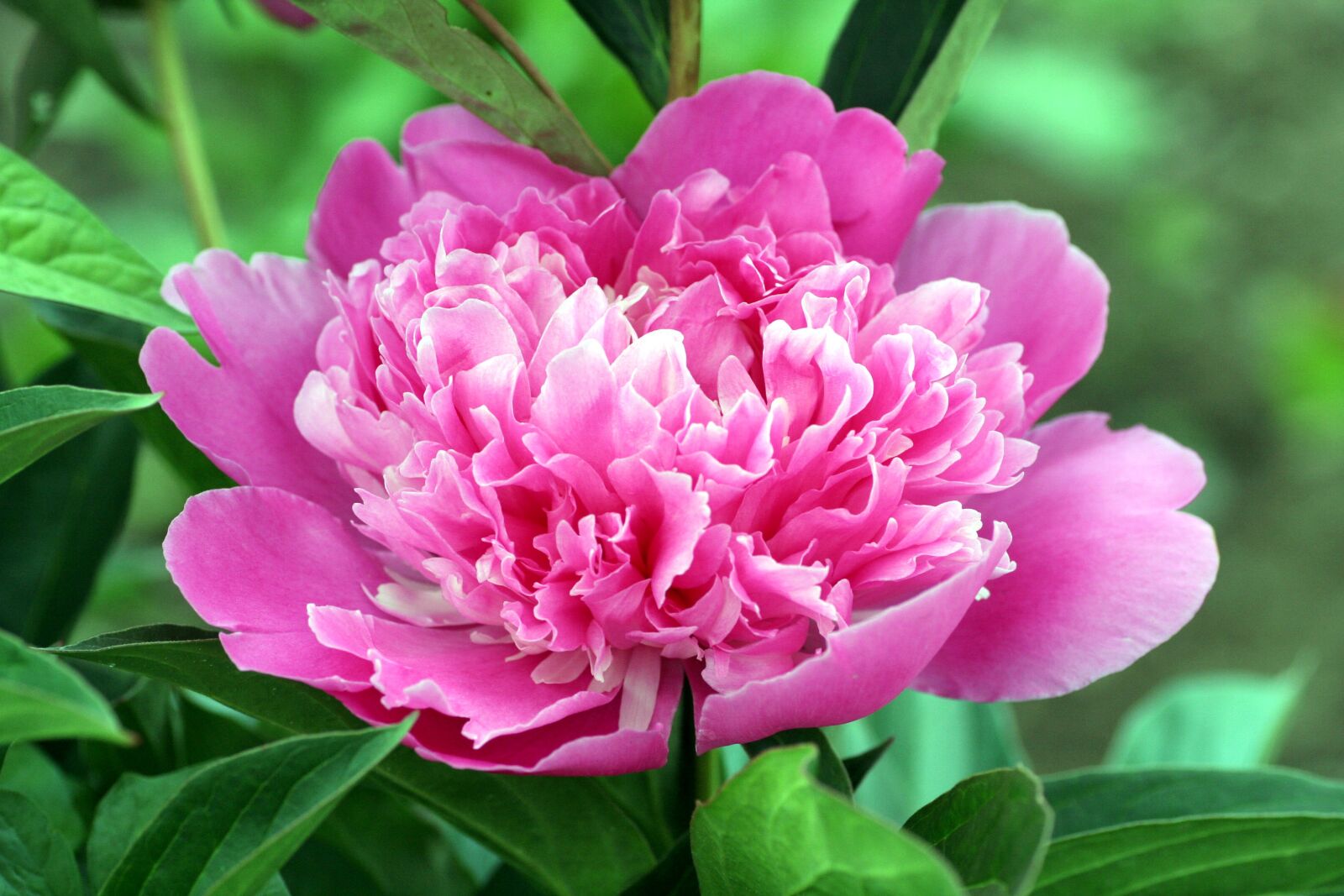 Canon EOS 350D (EOS Digital Rebel XT / EOS Kiss Digital N) sample photo. Peony, flower, pink photography