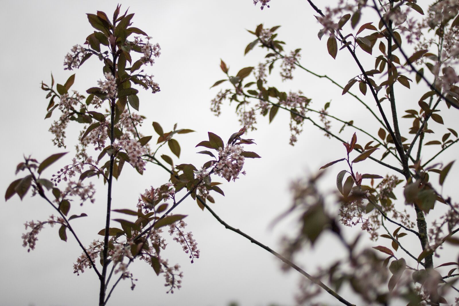 Canon EOS 70D + Canon EF 35mm F2 sample photo. Flower, spring, nature photography