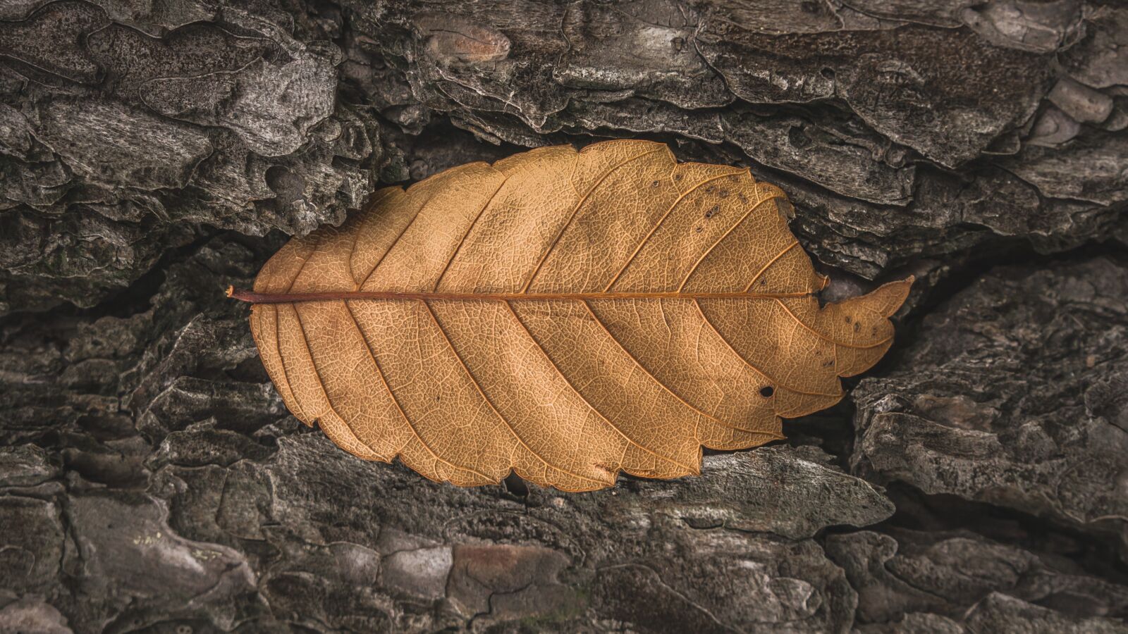 Sony Alpha NEX-5N sample photo. Leaves, the leaves, deciduous photography
