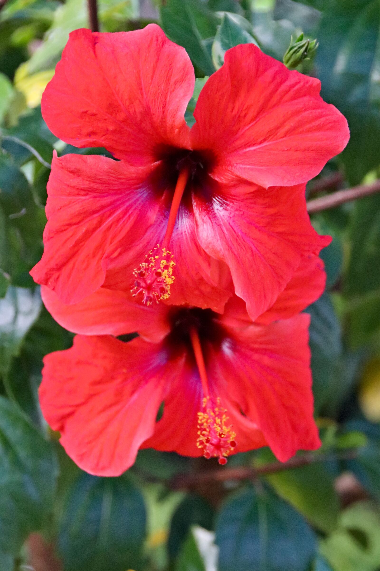 Canon EOS 77D (EOS 9000D / EOS 770D) sample photo. Flowers, hibiscus, red photography