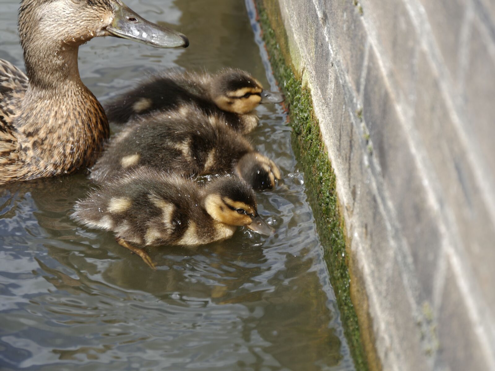 Panasonic Lumix DMC-GH4 sample photo. Ducks, mother, young photography